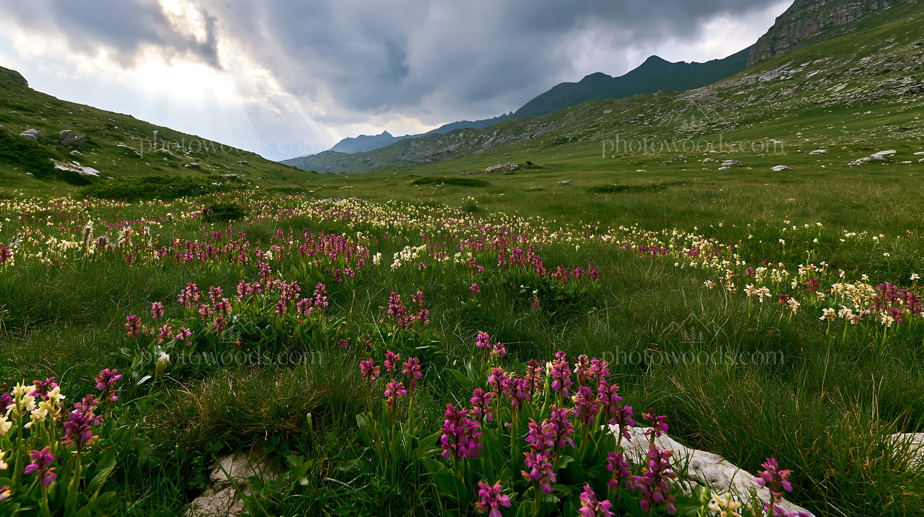 Colorful orchid meadow with diverse wildflowers in a landscape - AI-generated stock image