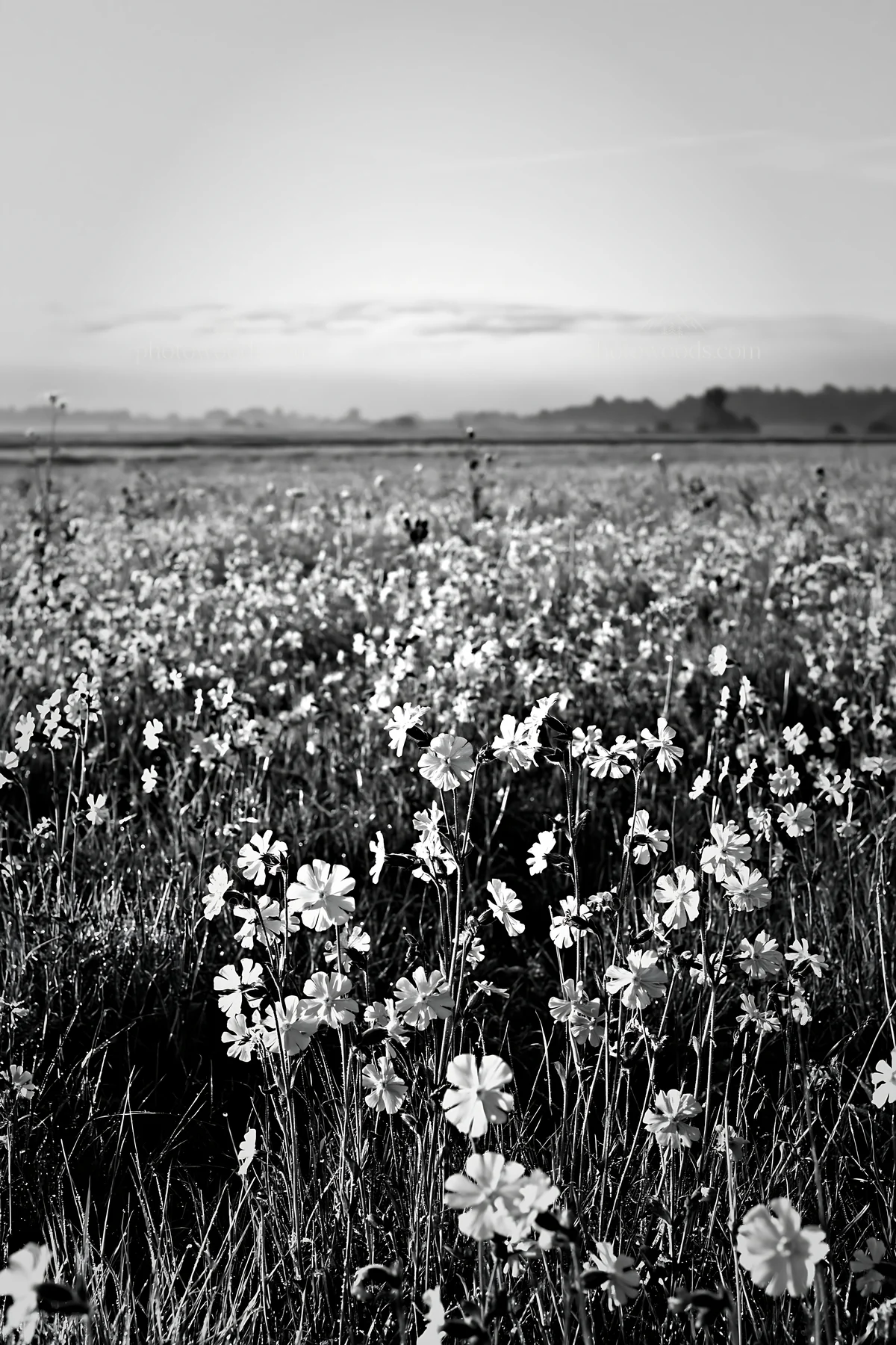 Pink campion meadow in black and white during daytime - AI-generated stock image