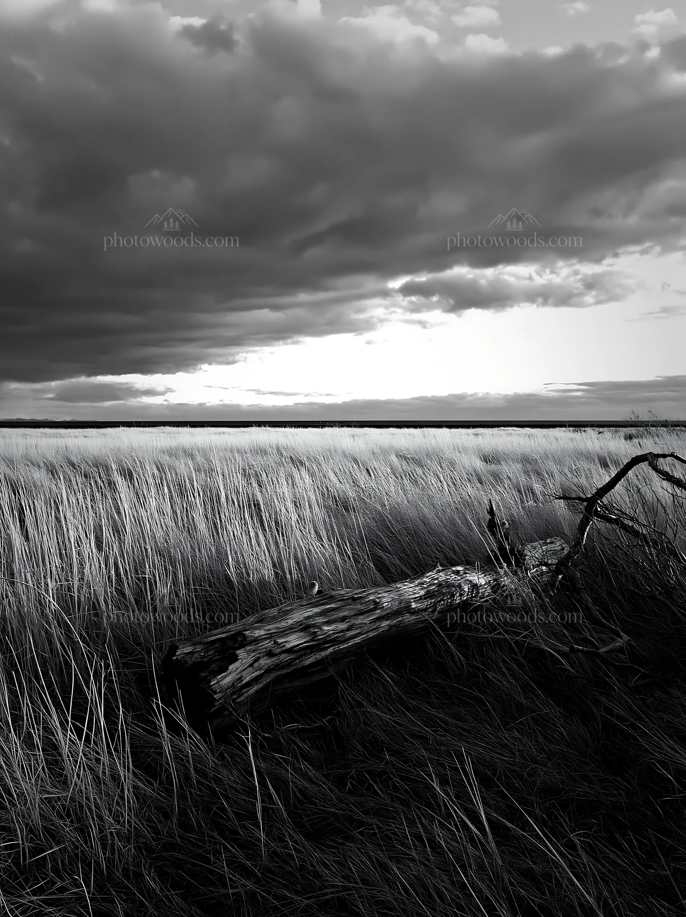 Driftwood on the Ishikawa coastal meadow during stormy weather - AI-generated stock image