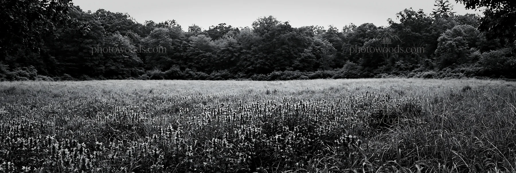 Meadow flower border with woodland in background and open space - AI-generated stock image