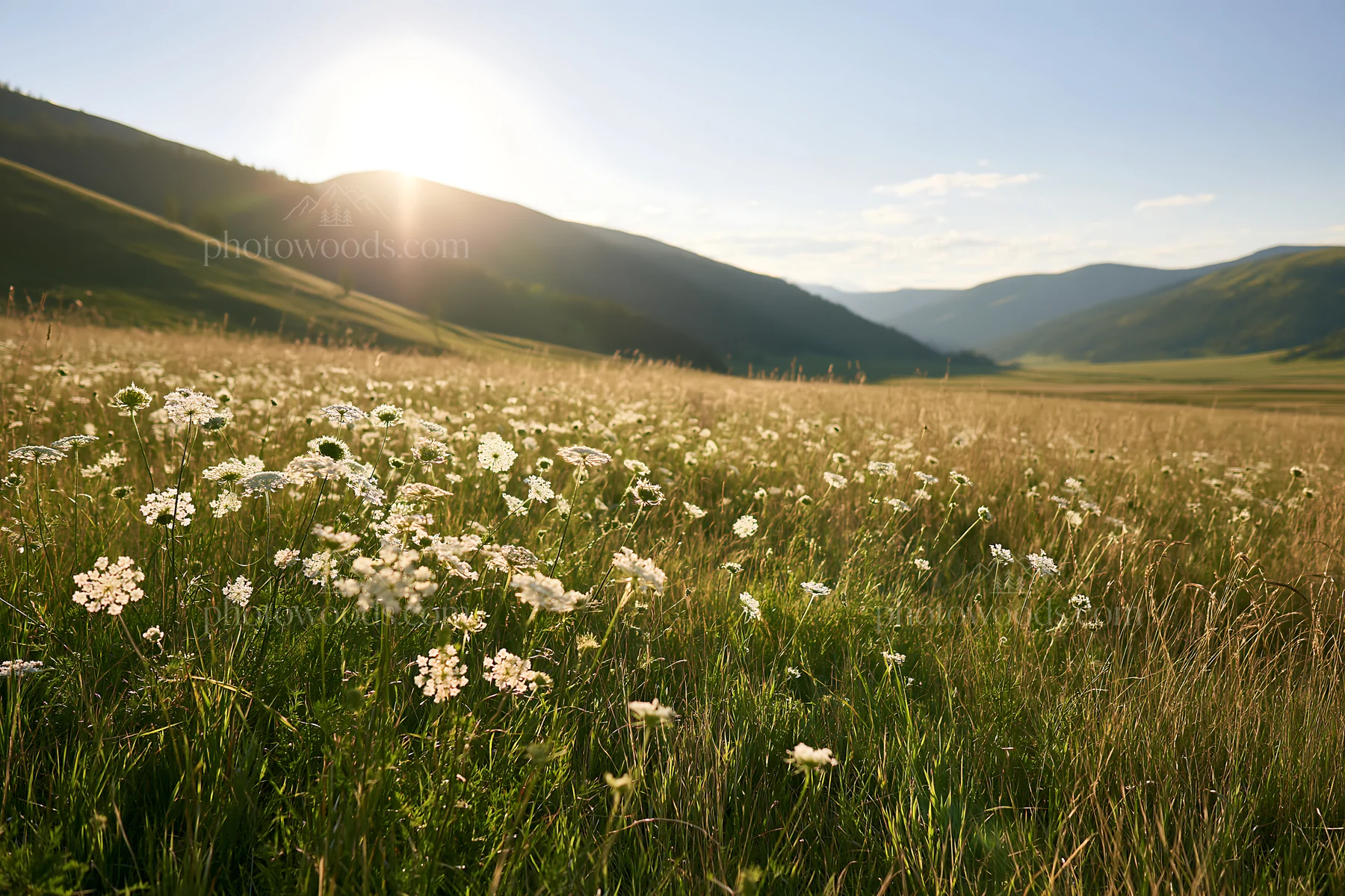 Sunny meadow with flowers and mountains in the background - AI-generated stock image