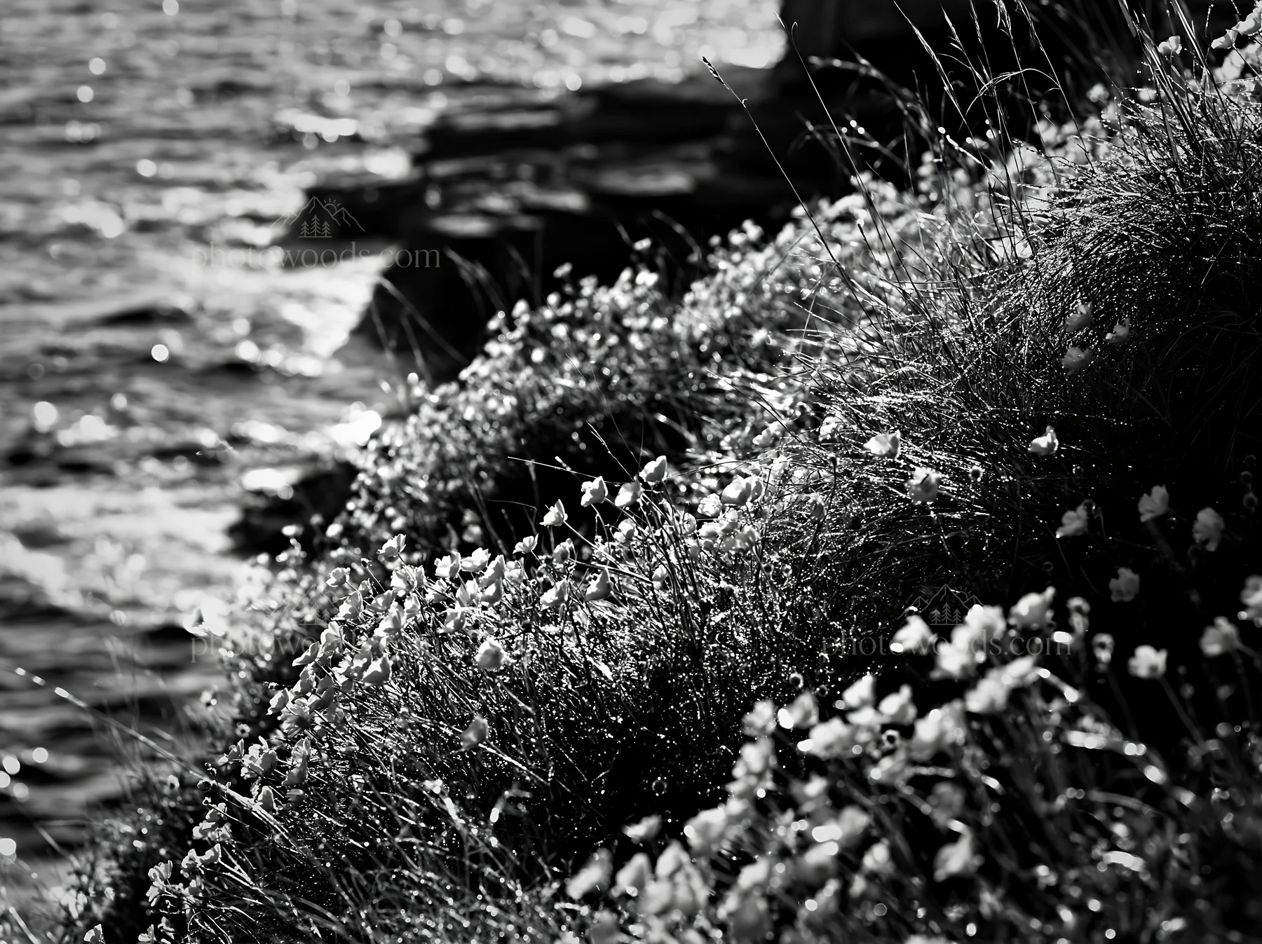 Italian meadow along rocky coast with wild flowers - AI-generated stock image