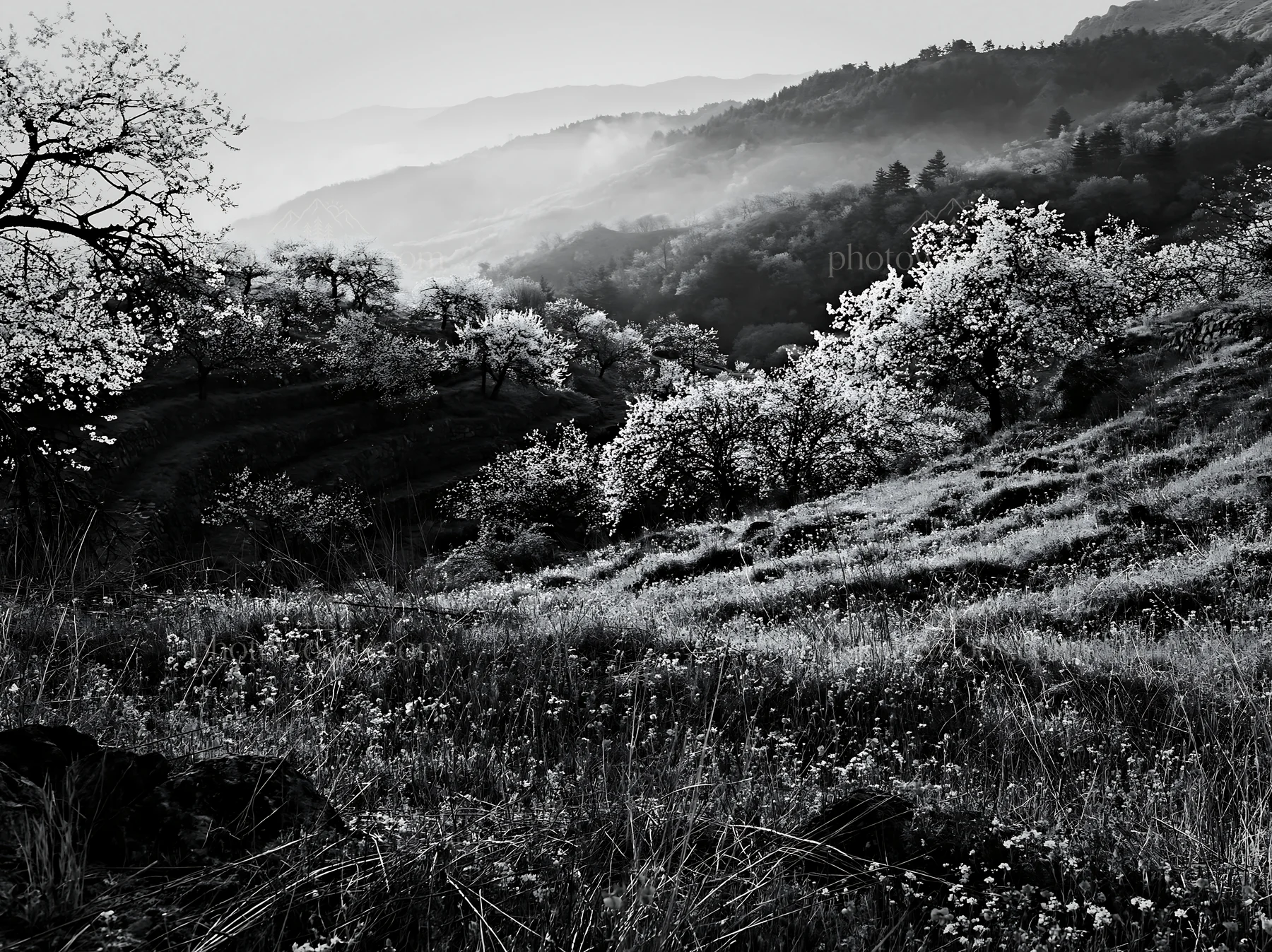 Spring orchard meadow with trees and hills in black and white - AI-generated stock image
