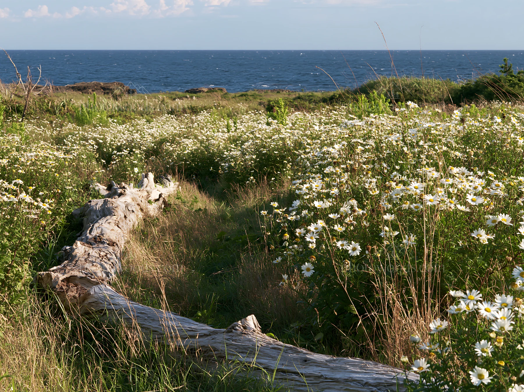 Chiba coastal climate meadow with driftwood and flowers - AI-generated stock image
