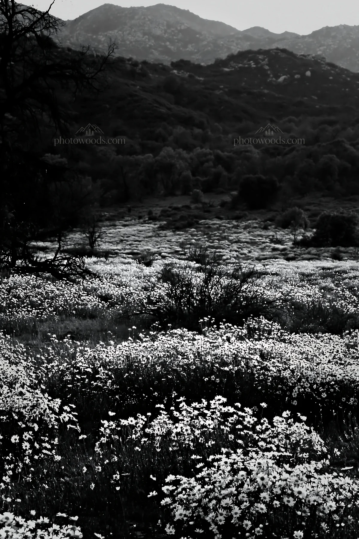 Black and white cloudy foothill meadow with flowers in a natural setting - AI-generated stock image