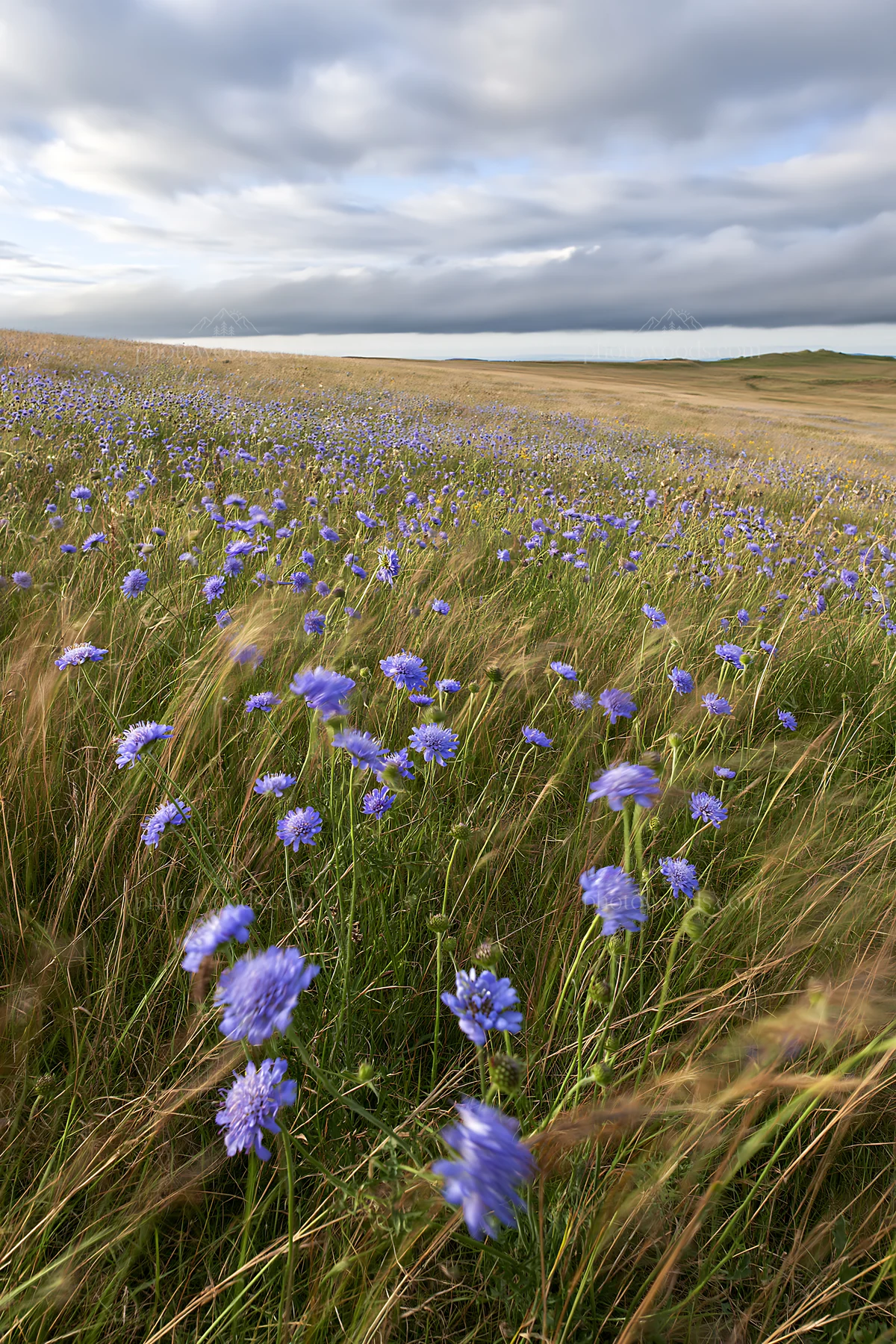 Cloudy scabious meadow on a chalk slope - AI-generated stock image