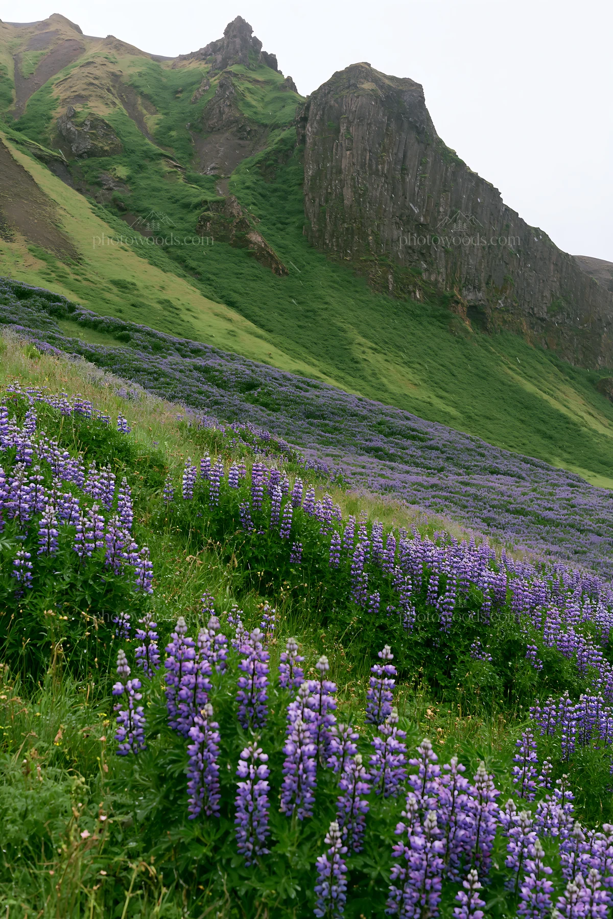 Meadow with purple flowers beneath rocky crags - AI-generated stock image