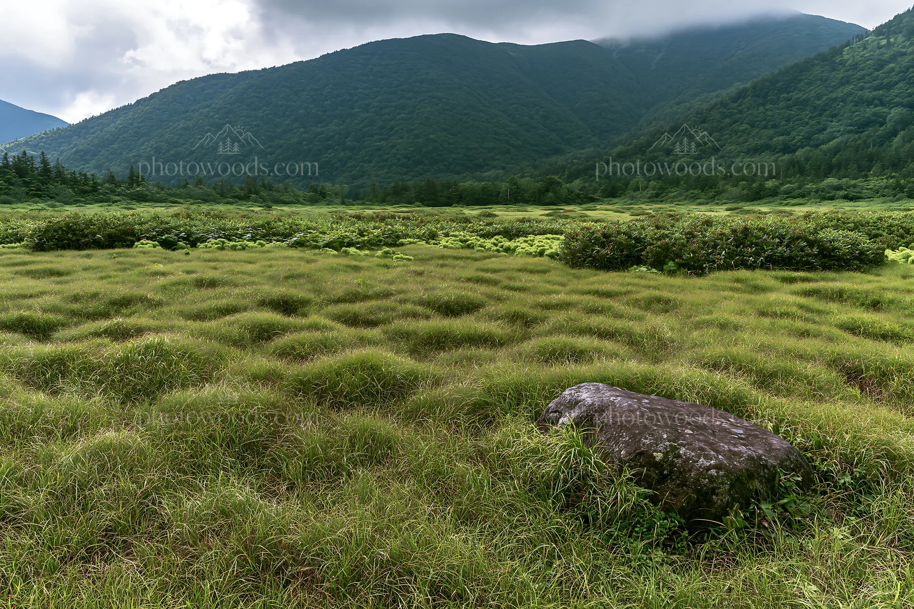 Aomori climate resilient meadow with boulder - AI-generated stock image