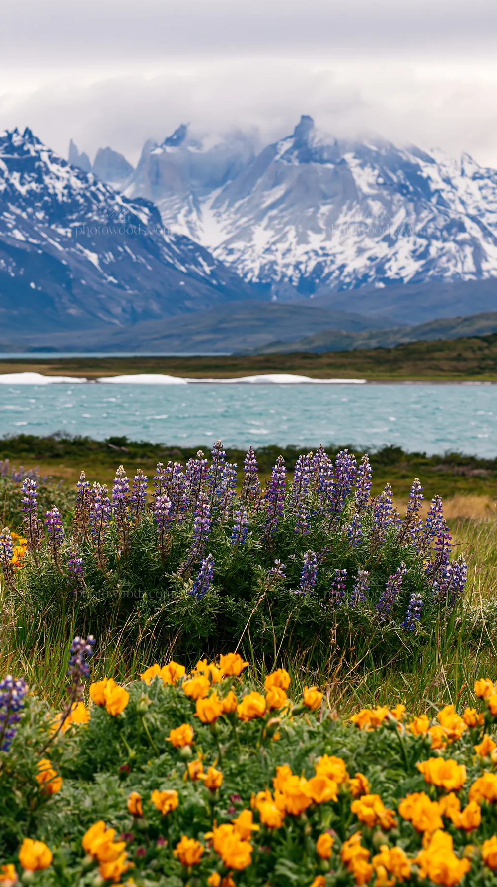 Snowy mountains and colorful flowers in Torres del Paine meadow - AI-generated stock image