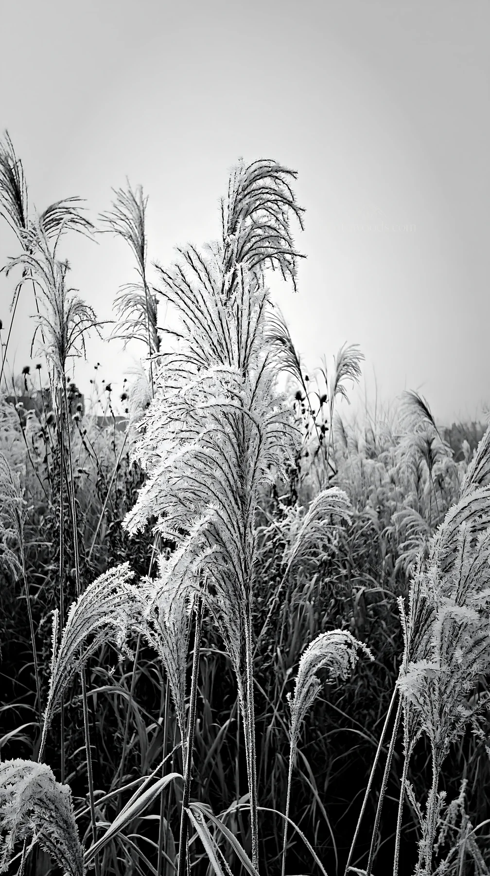 Black and white tokyo urban biodiversity meadow with seedheads in winter light - AI-generated stock image