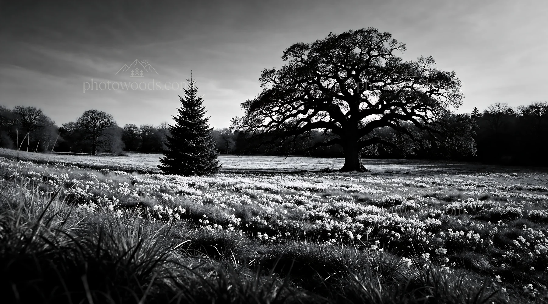 Vibrant Christmas tree in winter meadow with oak tree - AI-generated stock image