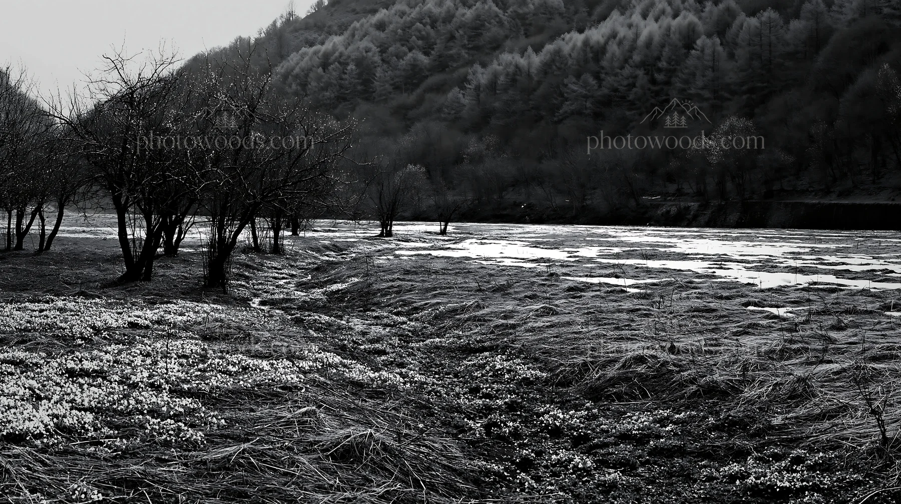 Valley apple meadow with trees and flowing water - AI-generated stock image