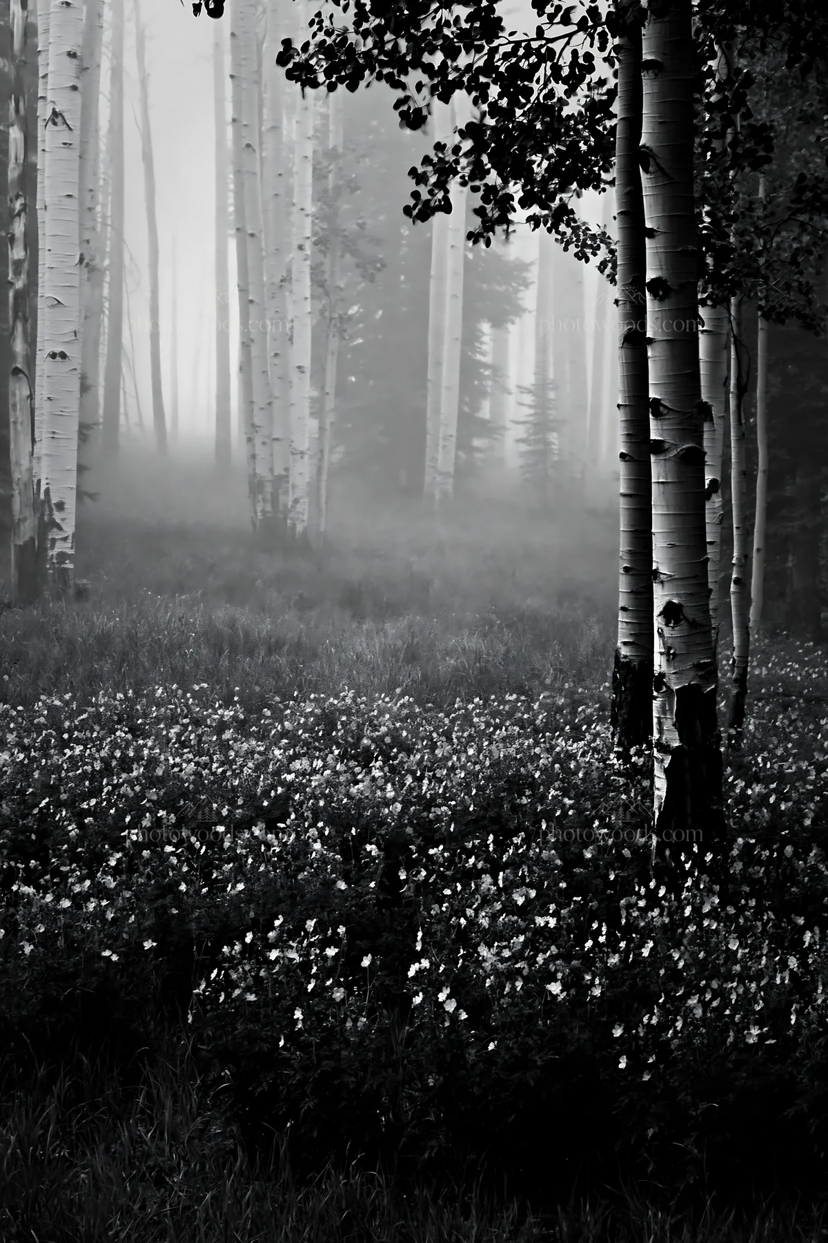 Misty forest meadow with trees and flowers in black and white - AI-generated stock image