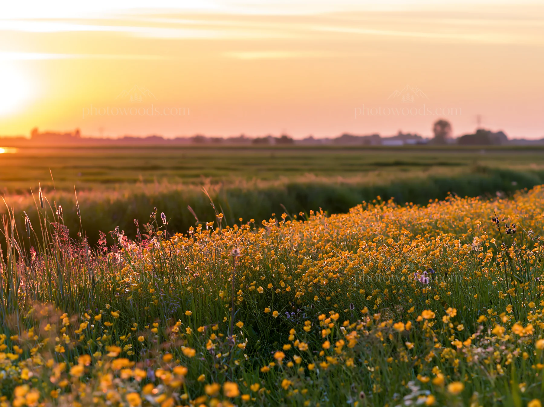 Colorful buttercup meadow at sunset - AI-generated stock image