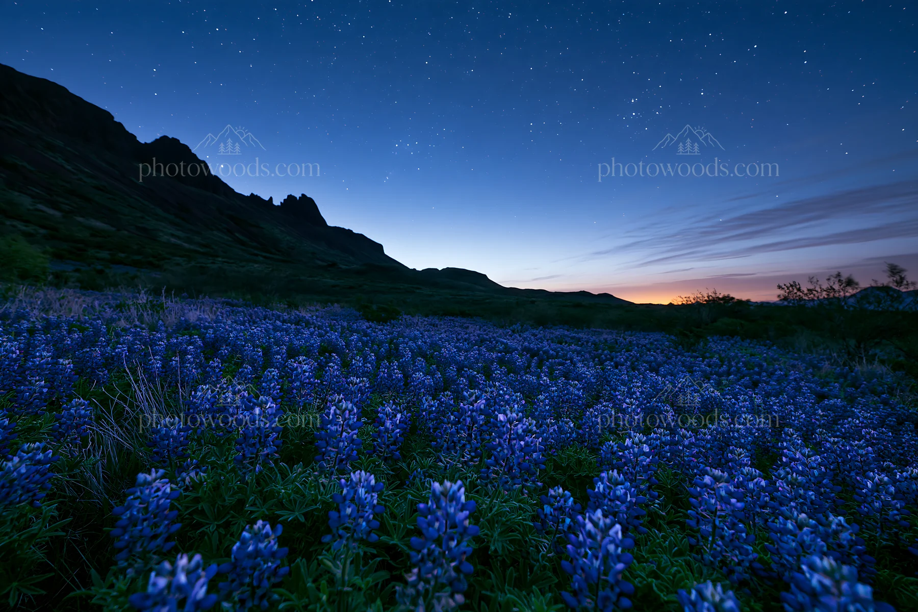 Bluebonnet meadow at sunrise with mountain backdrop - AI-generated stock image