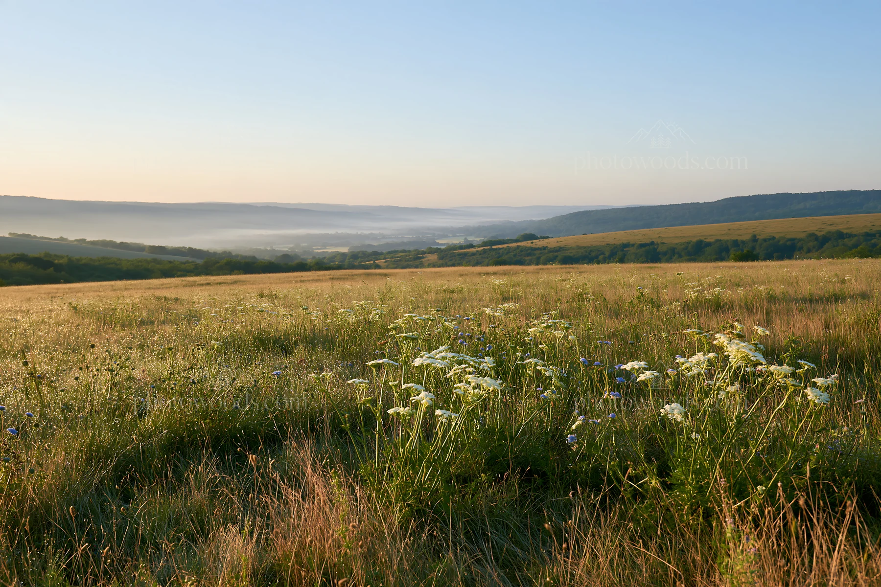 Sunny dry grassland meadow with wildflowers in the morning - AI-generated stock image