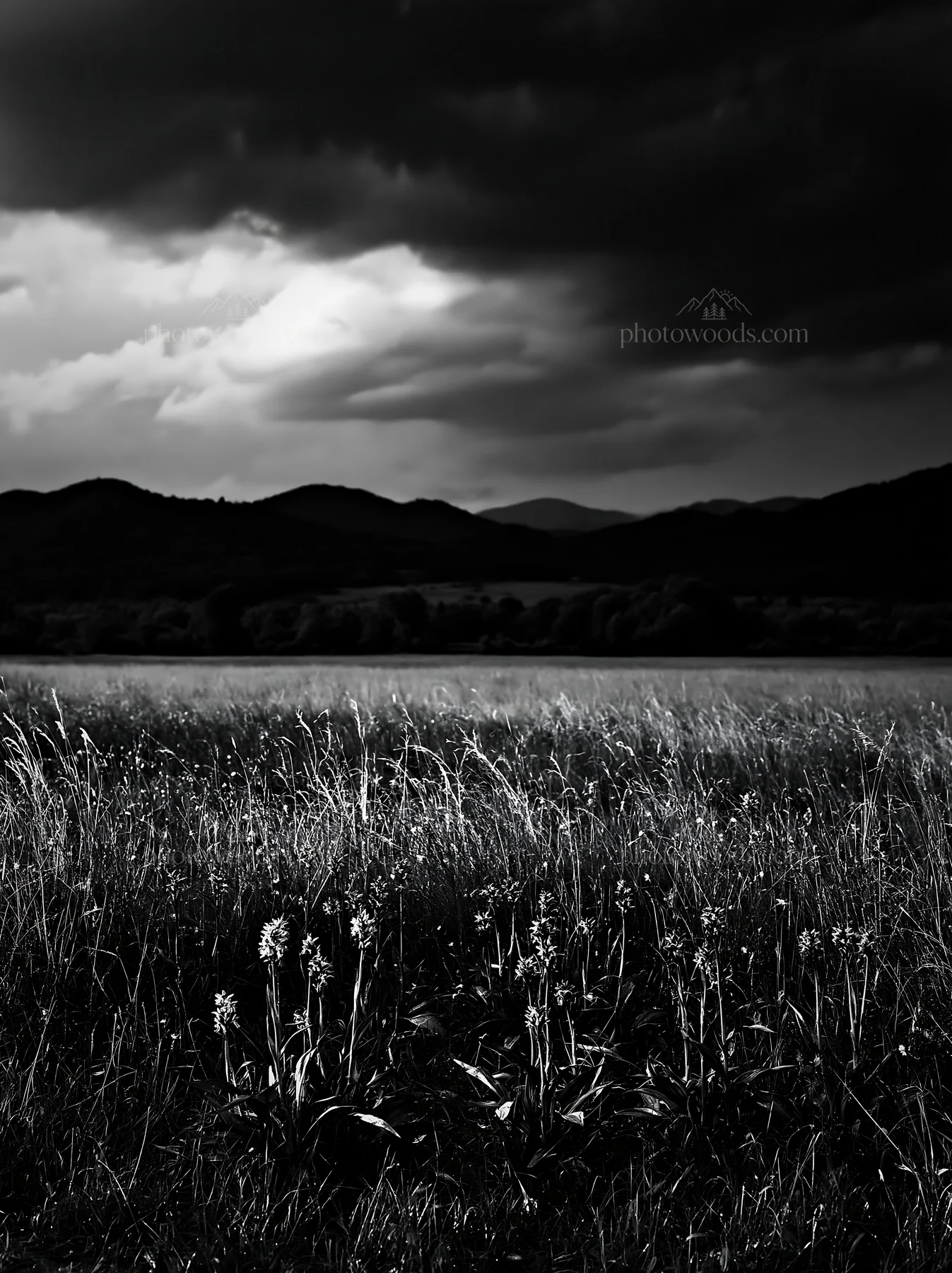 Black and white wild orchid meadow under a cloudy sky - AI-generated stock image