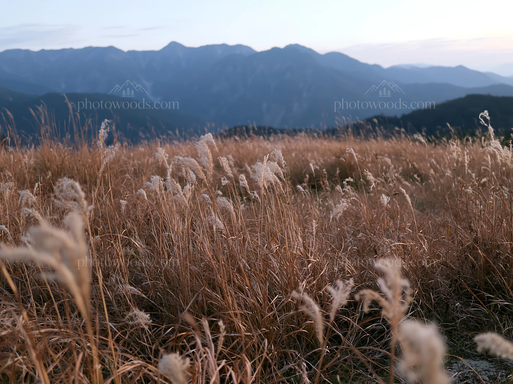 Ehime twilight meadow with dry seedheads - AI-generated stock image