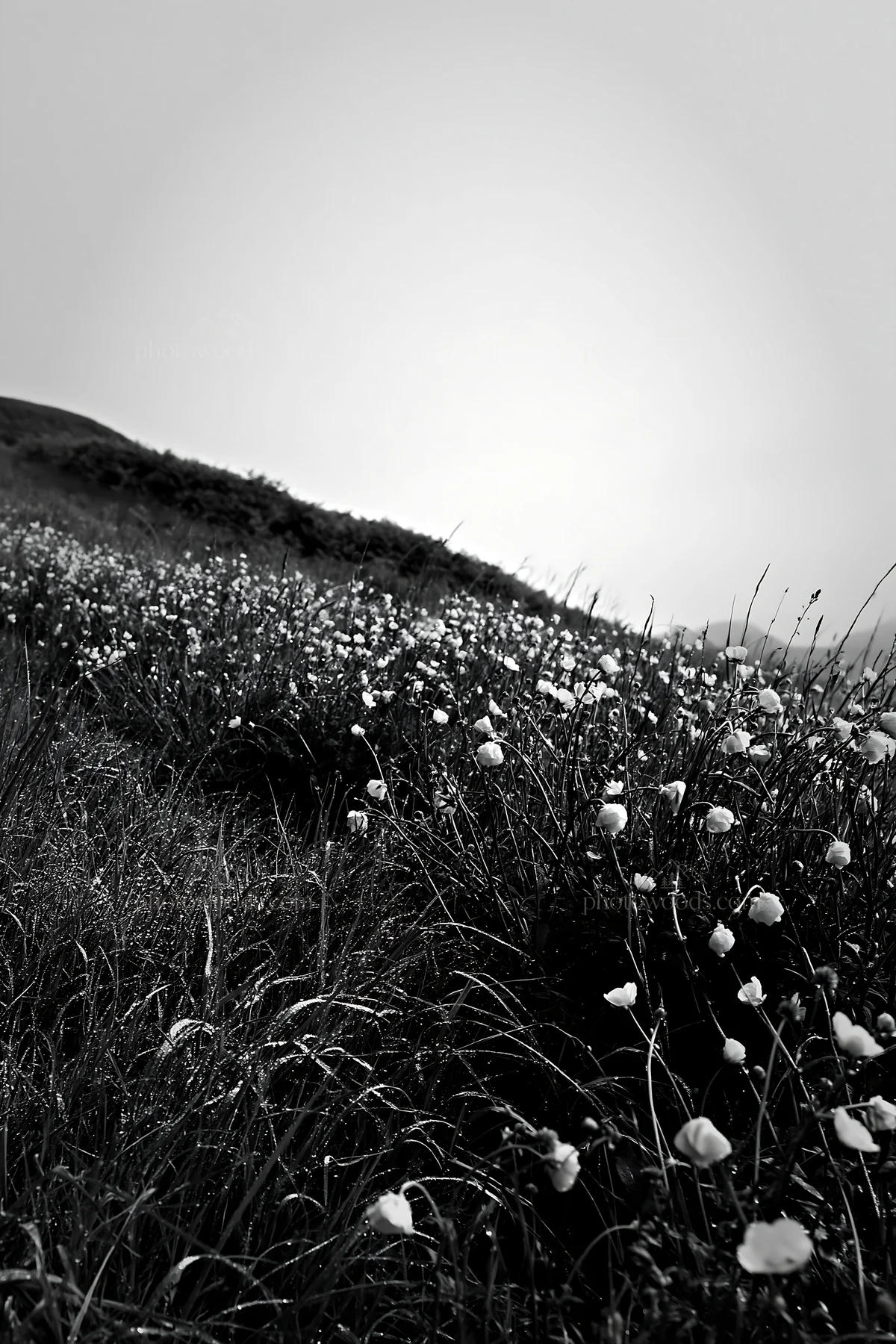 Buttercup meadow with flowers in black and white - AI-generated stock image