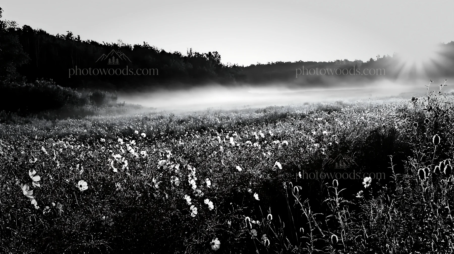 Colorful cosmos meadow at sunrise with fog rolling in - AI-generated stock image