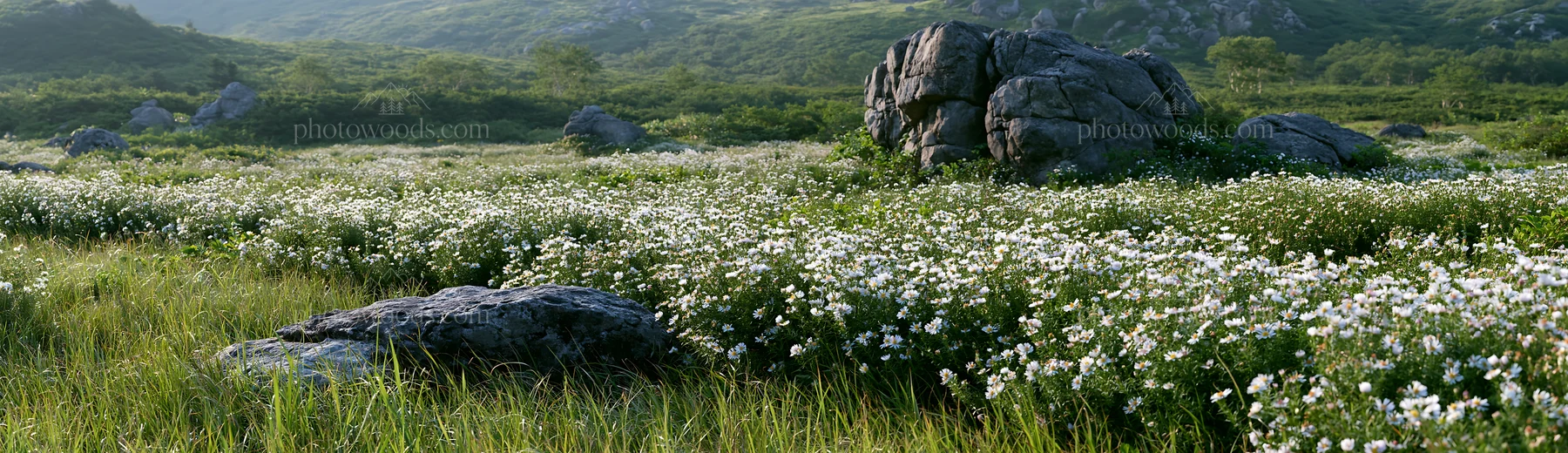 Aomori climate resilient meadow with boulder - AI-generated stock image