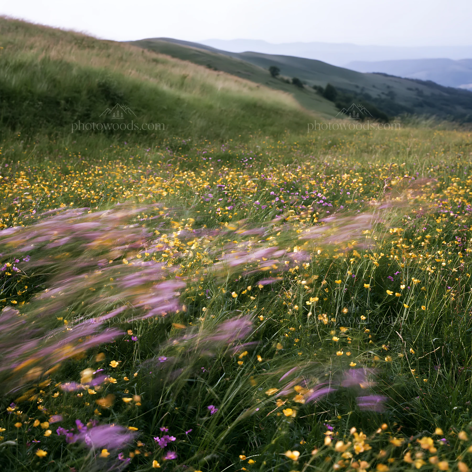 Colorful buttercup meadow in a rolling landscape - AI-generated stock image
