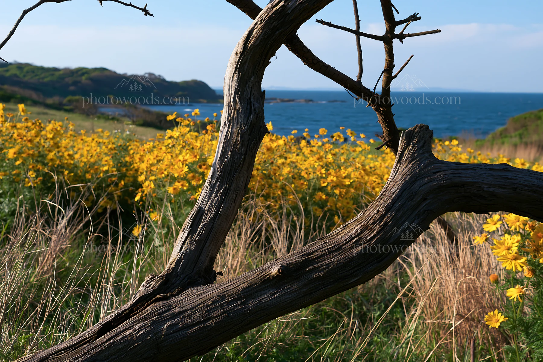 Chiba coastal climate meadow with driftwood and flowers - AI-generated stock image