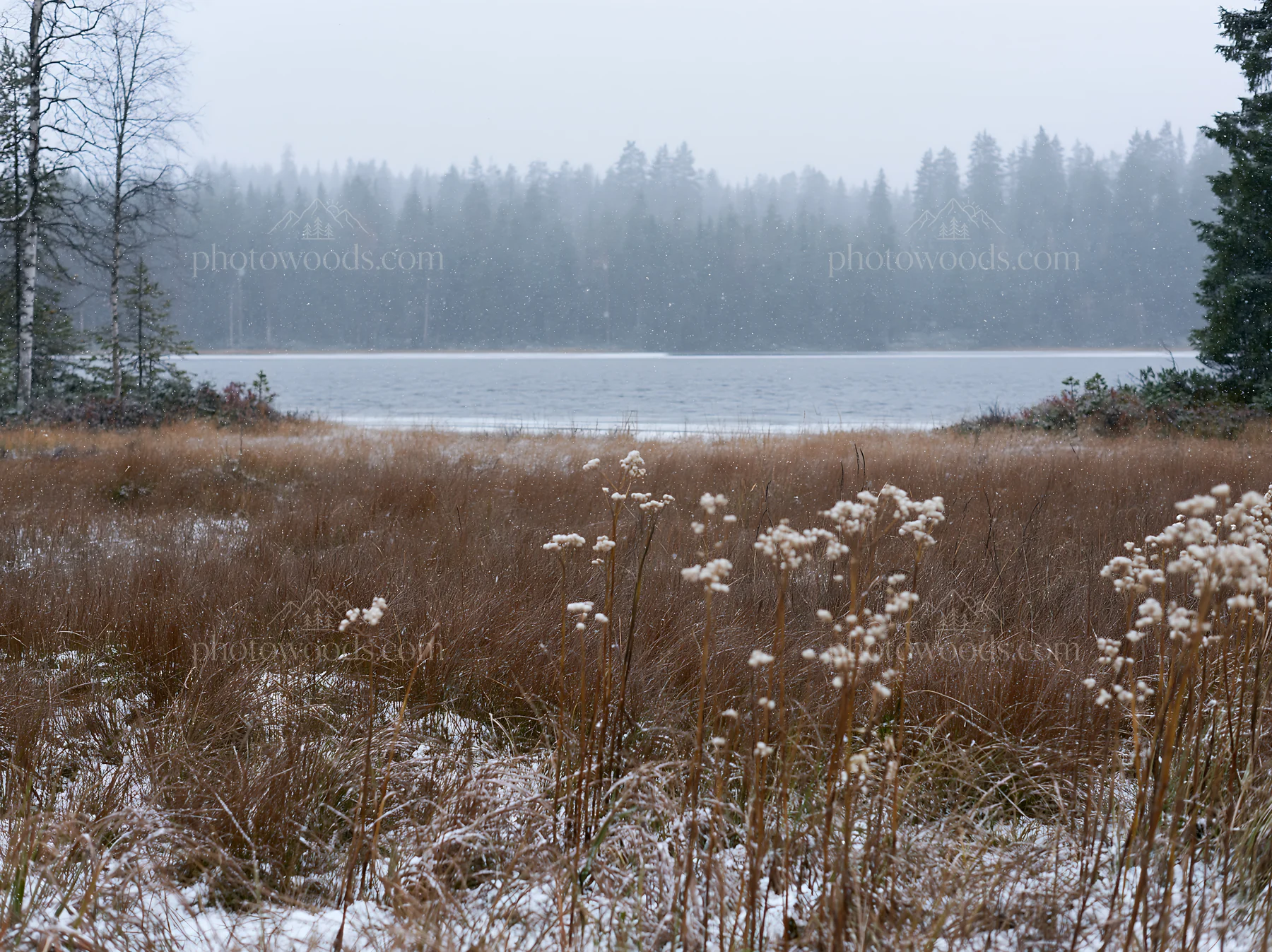 Lakeside meadow after first snowfall in winter scenery - AI-generated stock image
