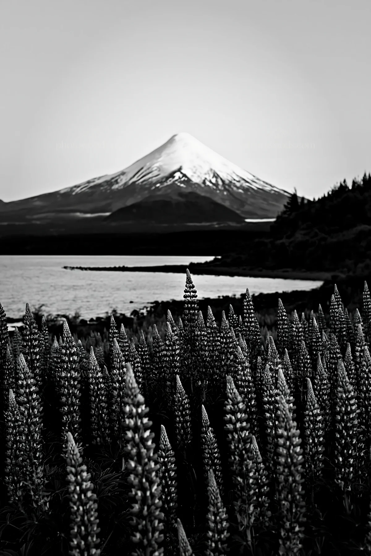 Black and white lupin meadow foreground with mountain view at sunset - AI-generated stock image