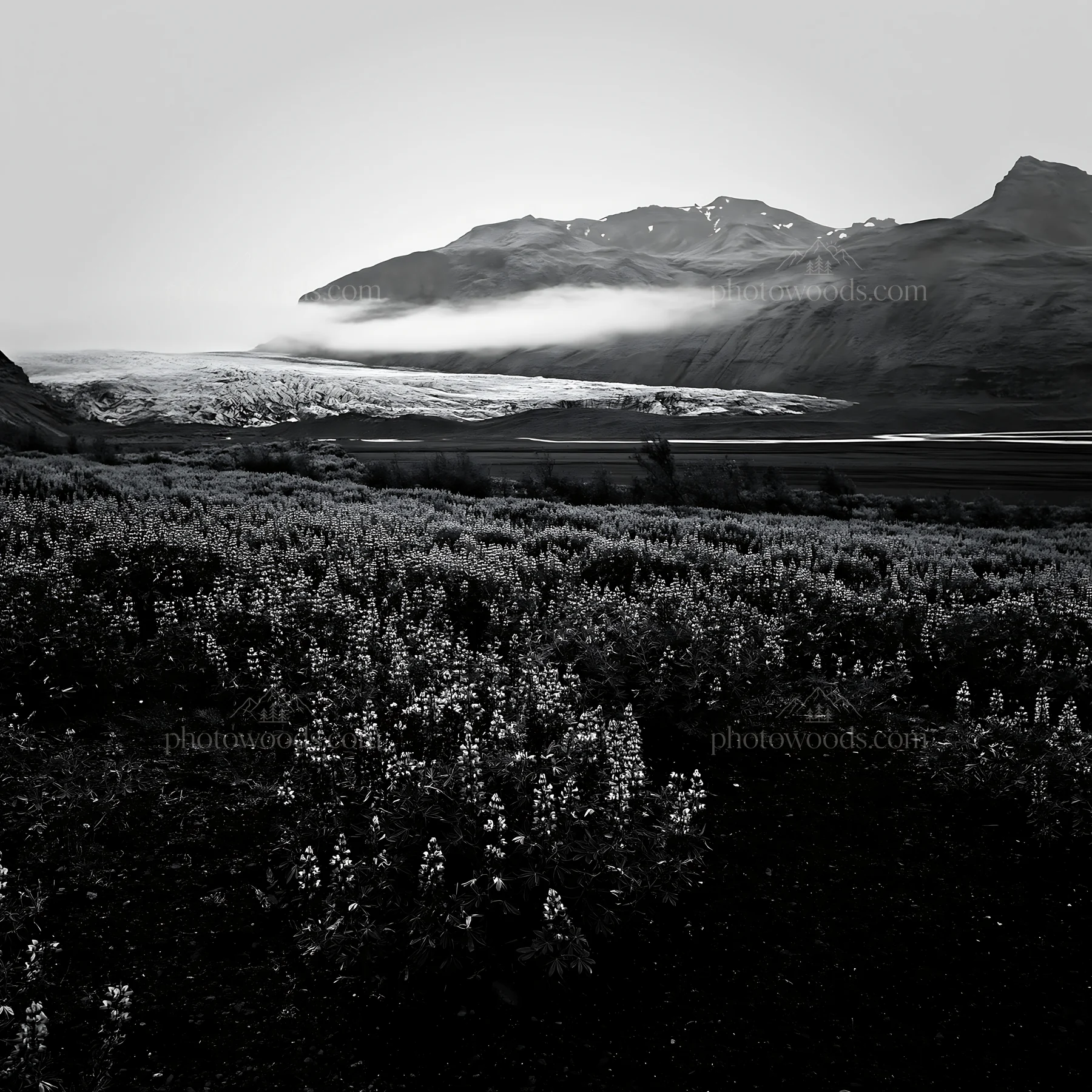 Lupin meadow with mountains and glacier in the background - AI-generated stock image