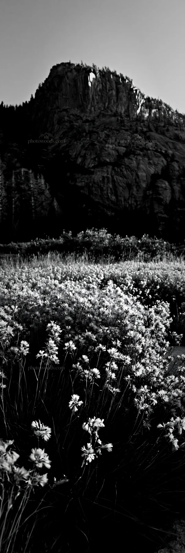 Black and white meadow grass seedheads in a natural setting with mountains - AI-generated stock image
