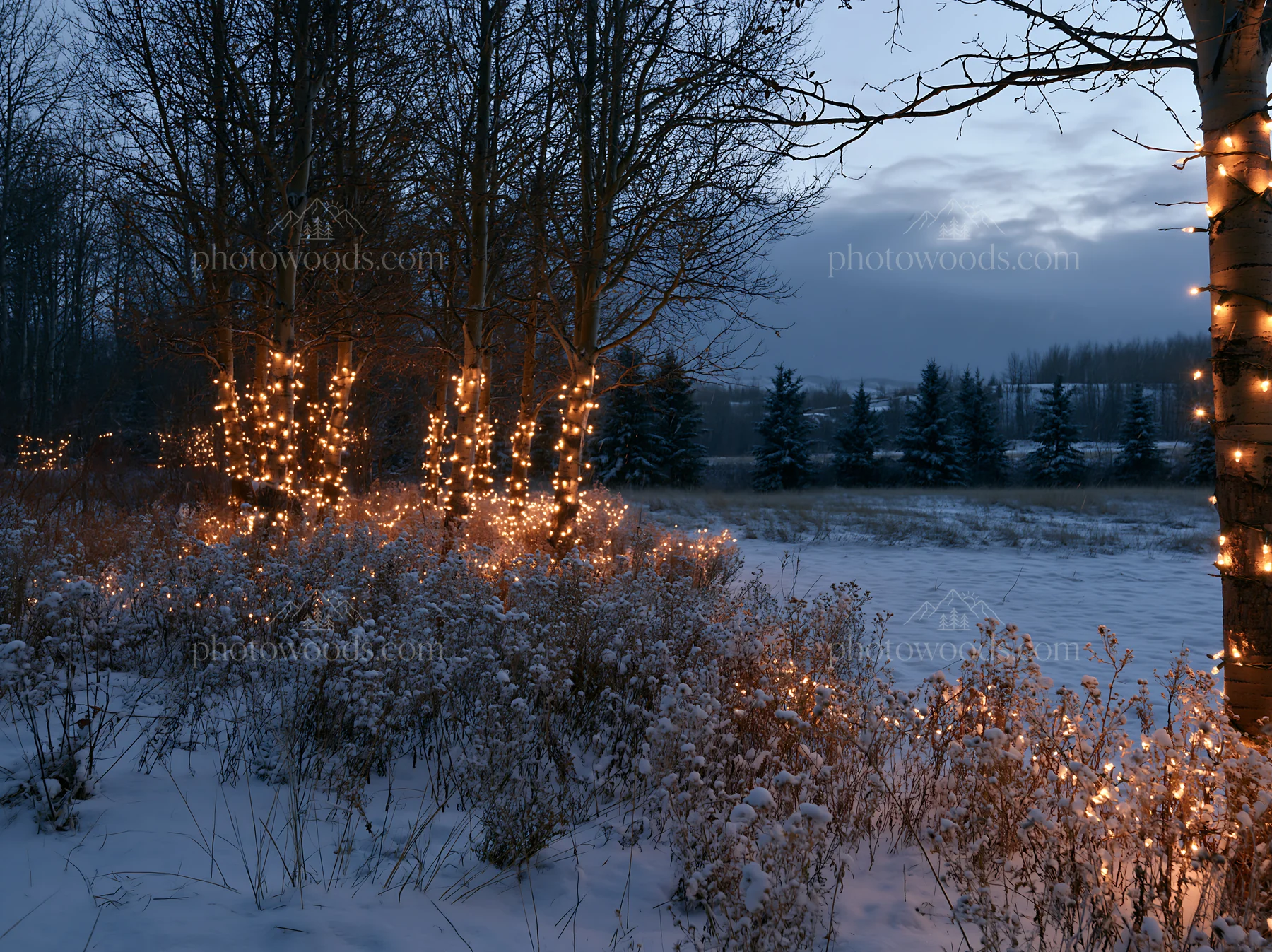 Wide Christmas meadow with fairy lights and native flowers - AI-generated stock image