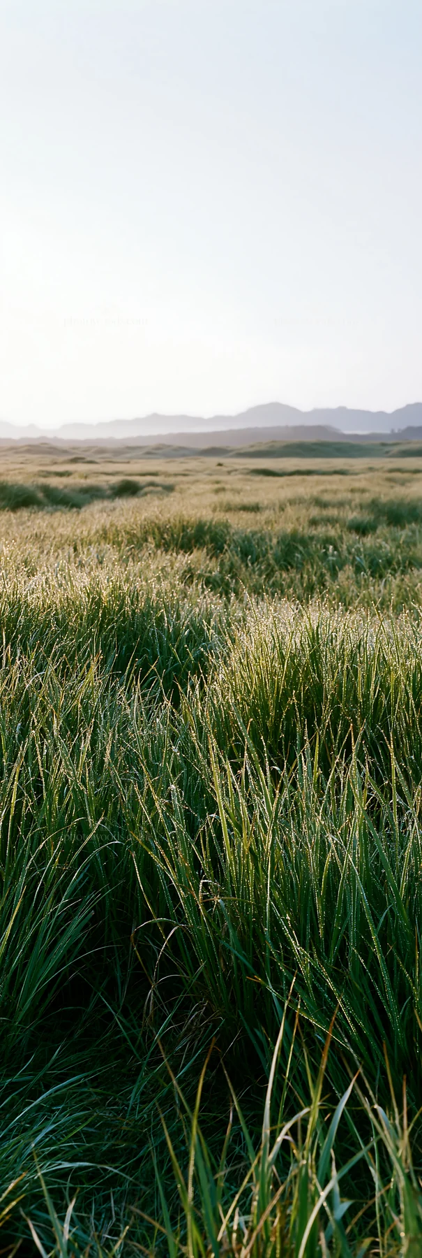 Miyazaki sunrise meadow dew covered sedges - AI-generated stock image