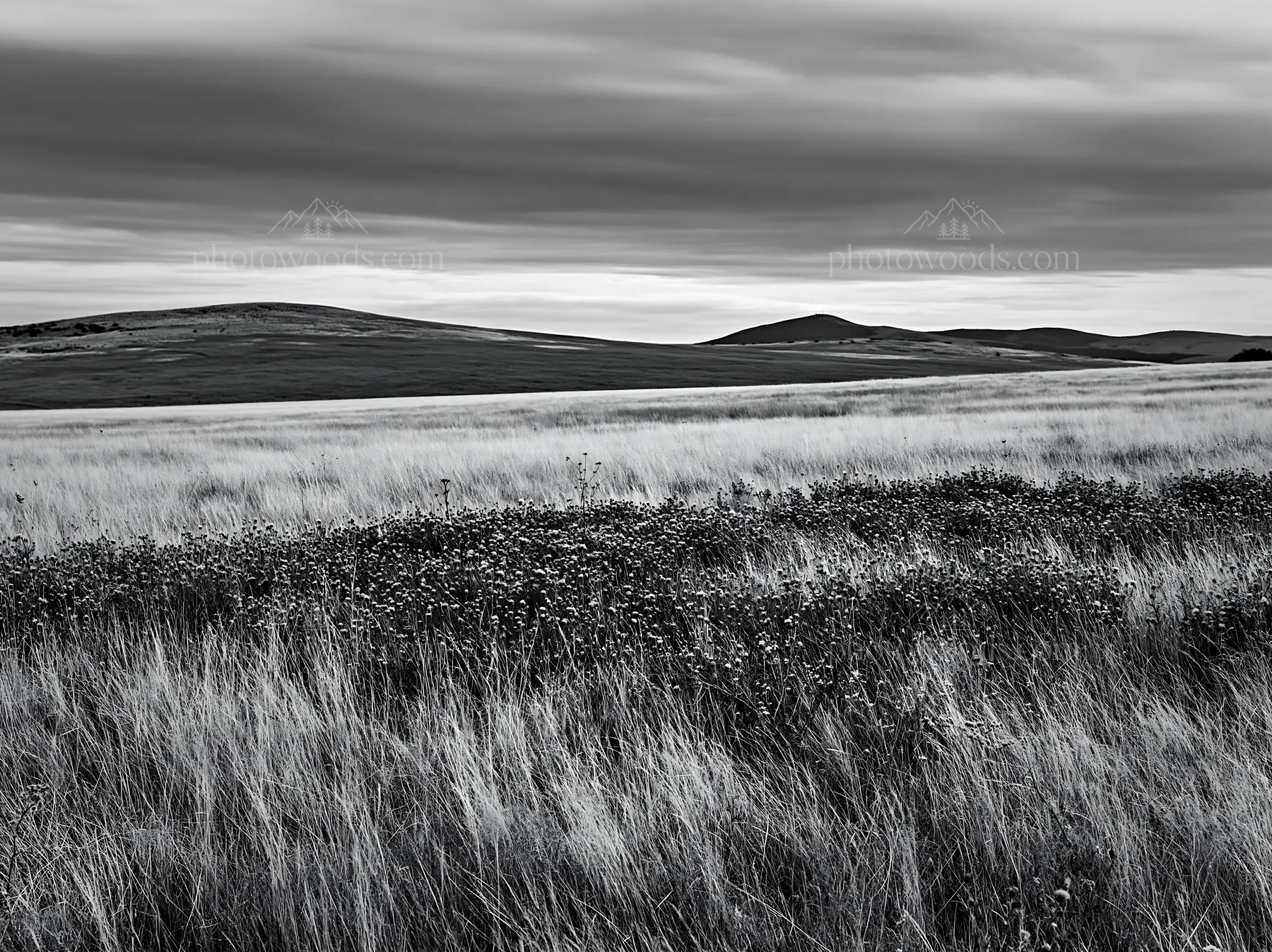 Violet knapweed meadow with hills and cloudy sky - AI-generated stock image
