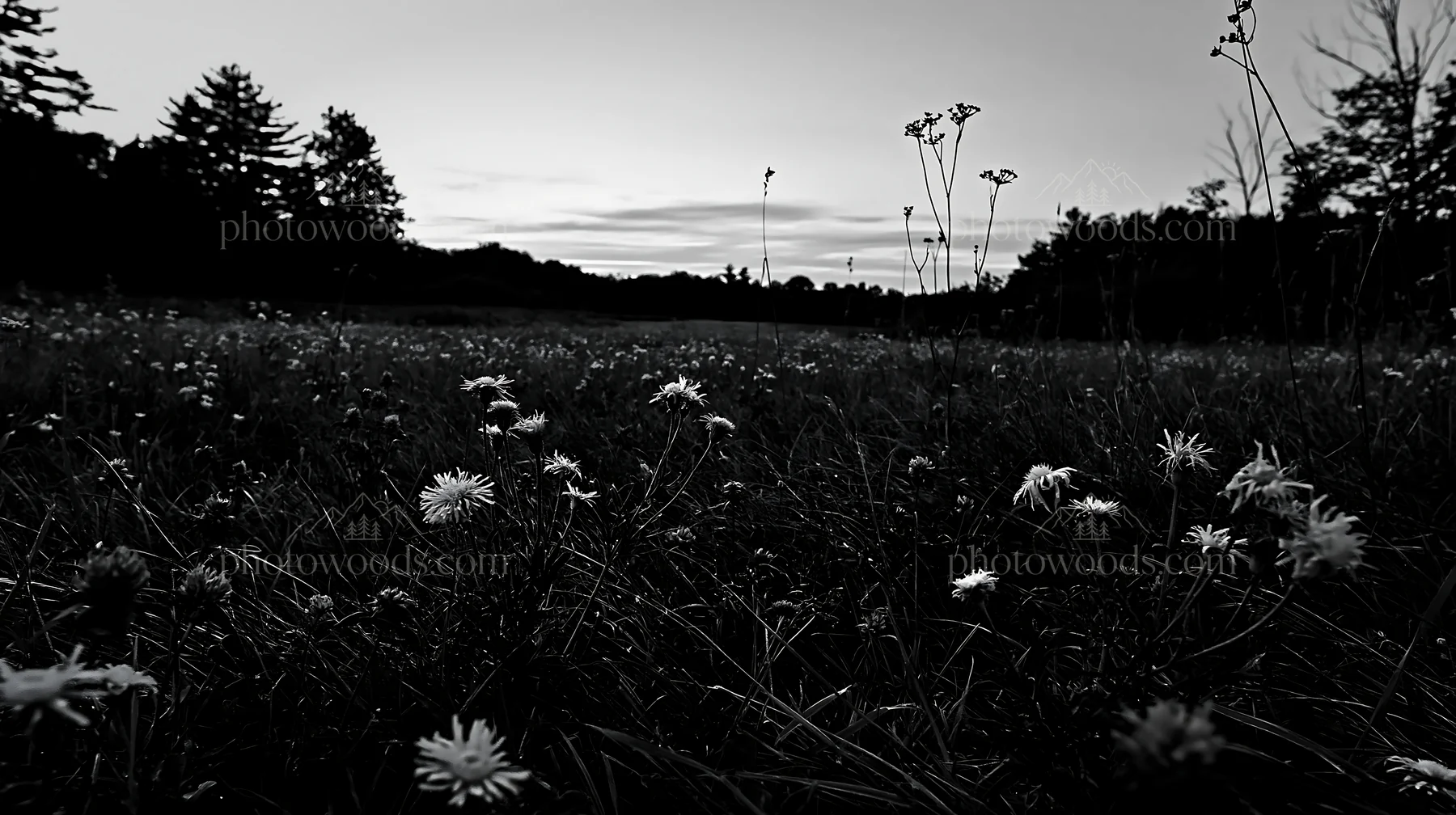 Black and white tall grass meadow with wildflowers at dusk - AI-generated stock image