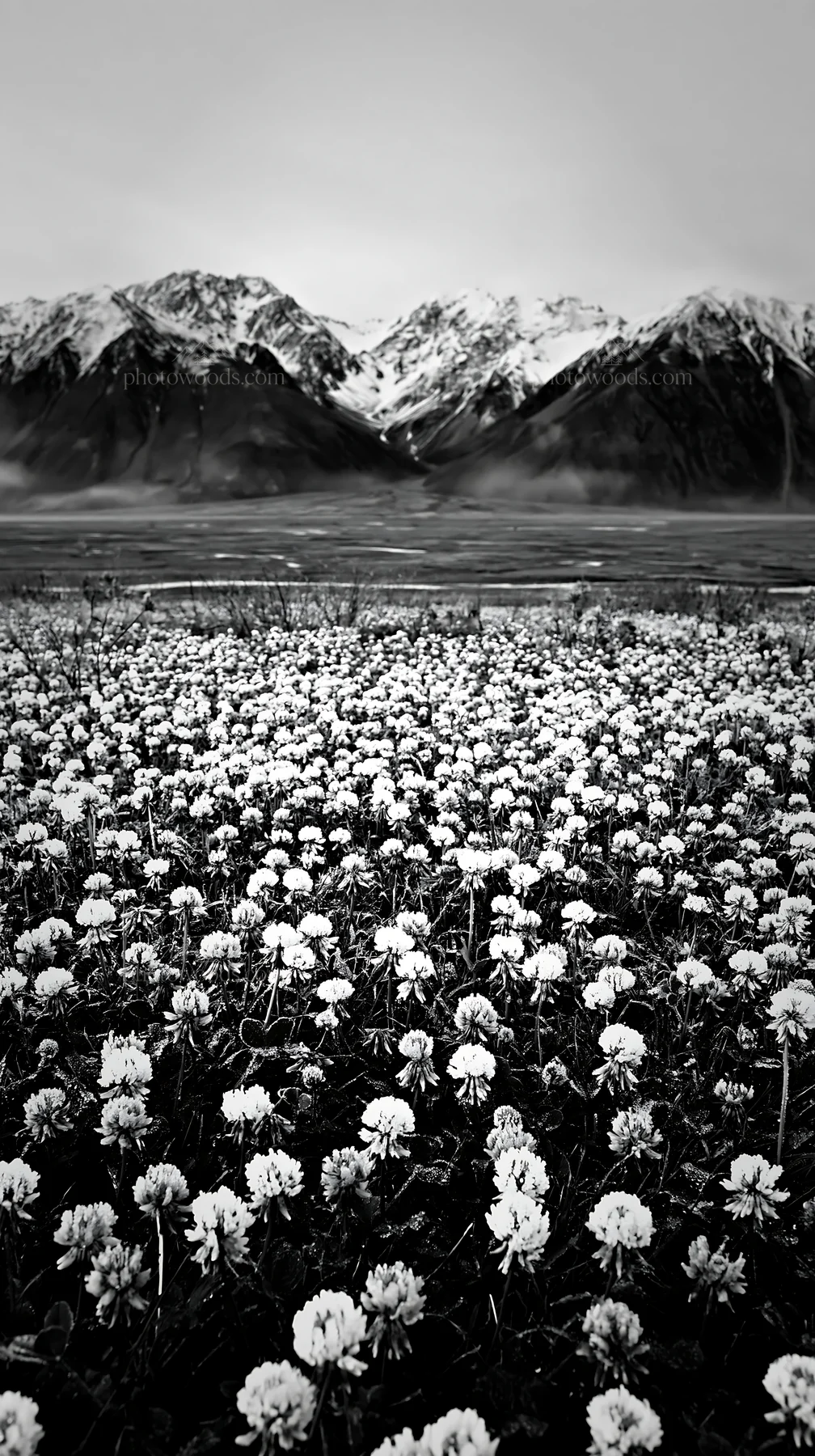 Clover meadow with dew in front of mountain range - AI-generated stock image