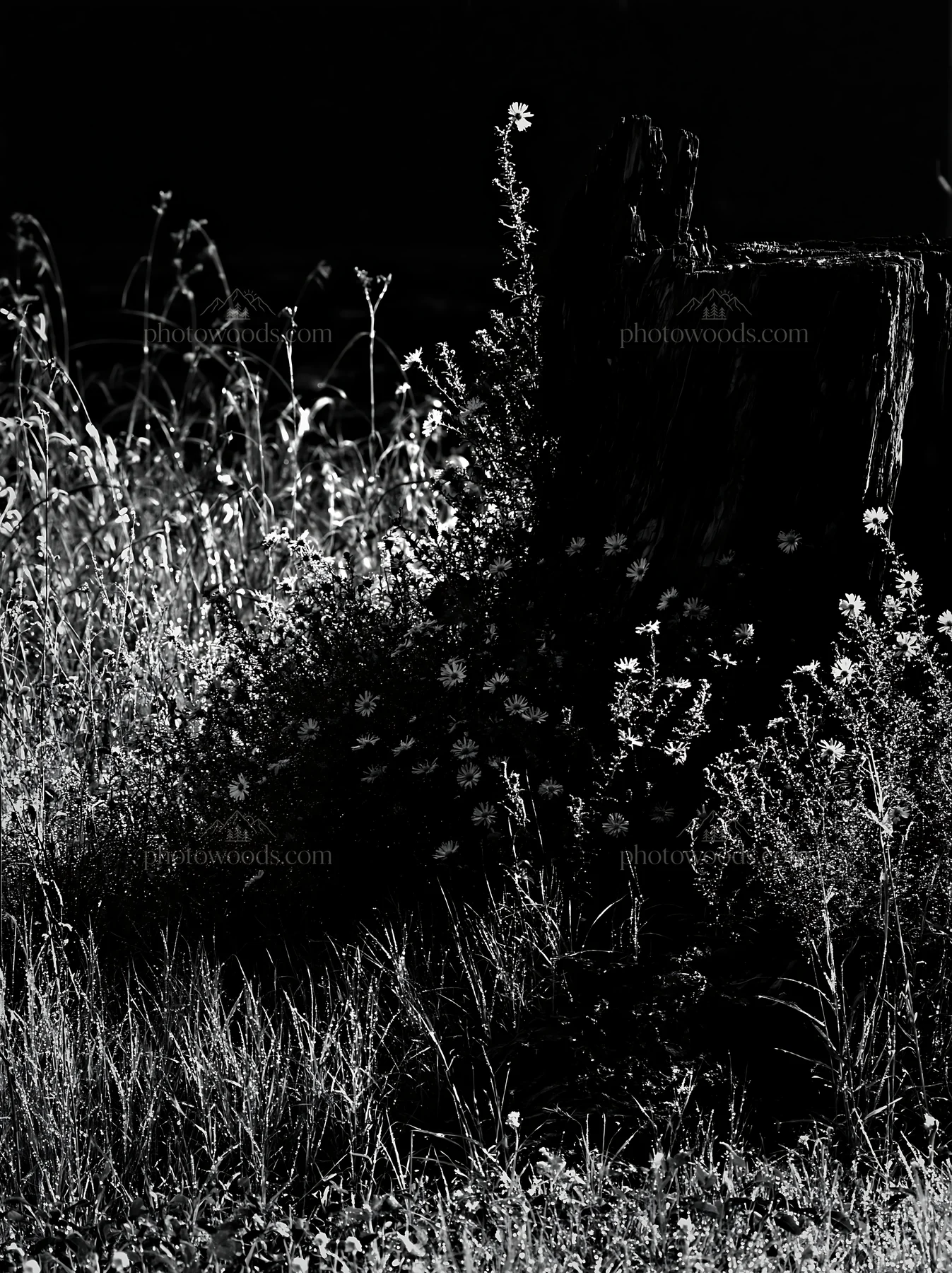 Black and white fukushima native meadow with weathered stump - AI-generated stock image