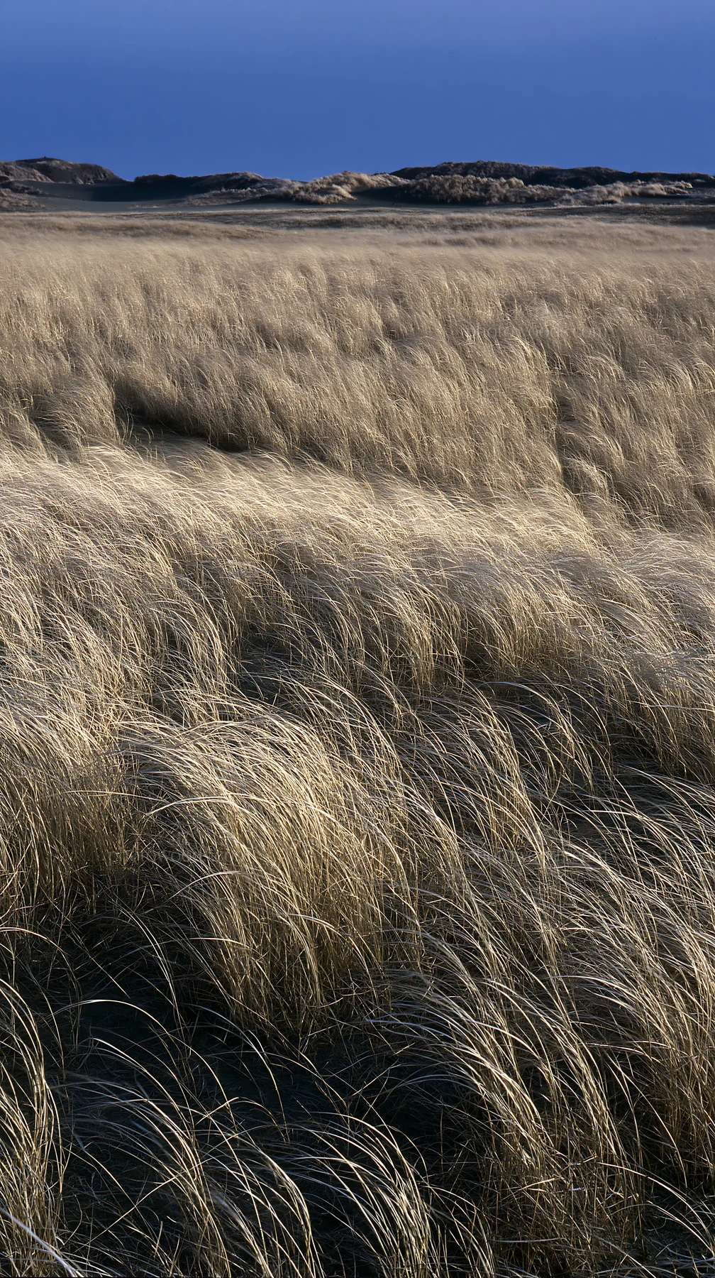 Tottori windy meadow with dune grasses swaying under blue sky - AI-generated stock image