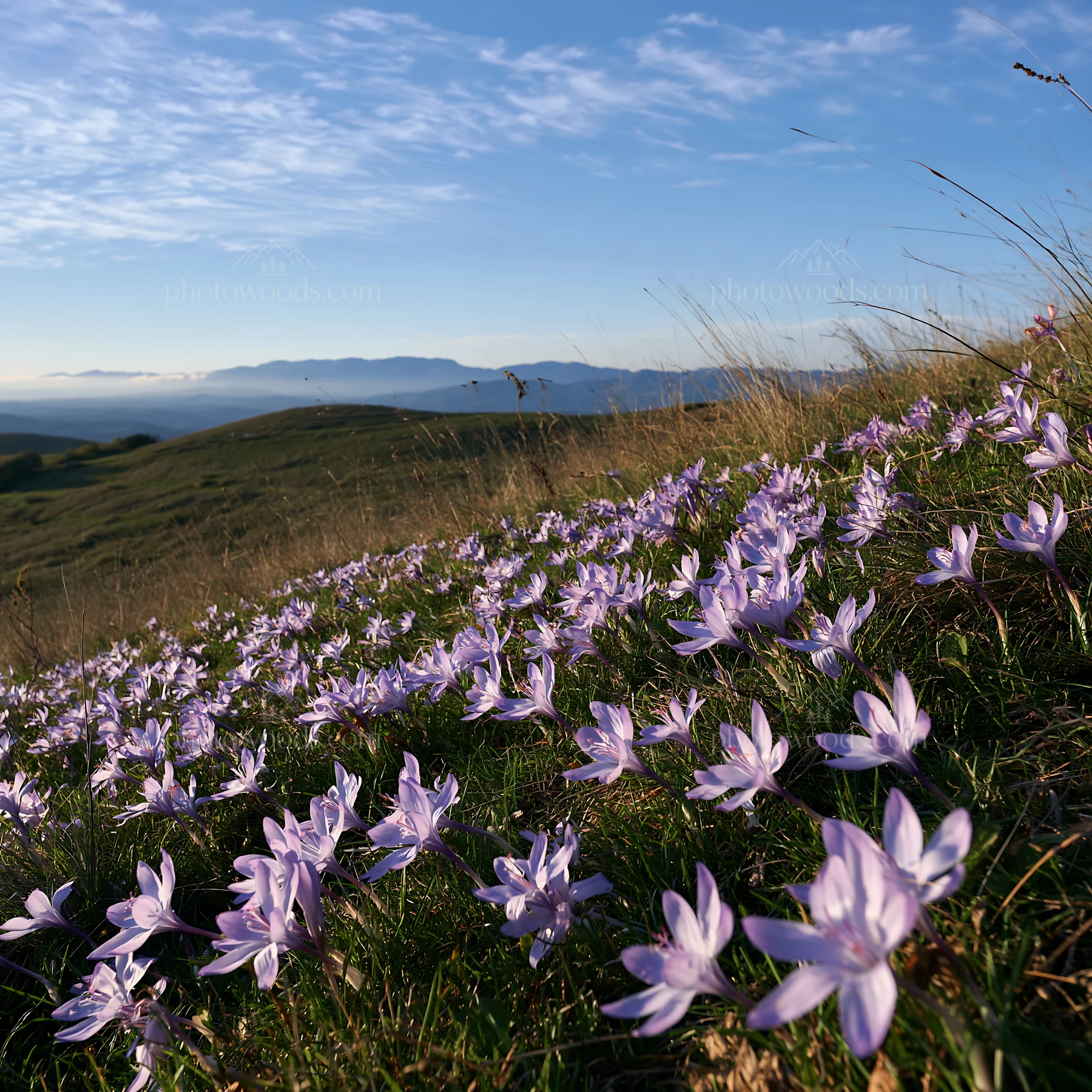 Crocuses blooming in a meadow under blue sky - AI-generated stock image