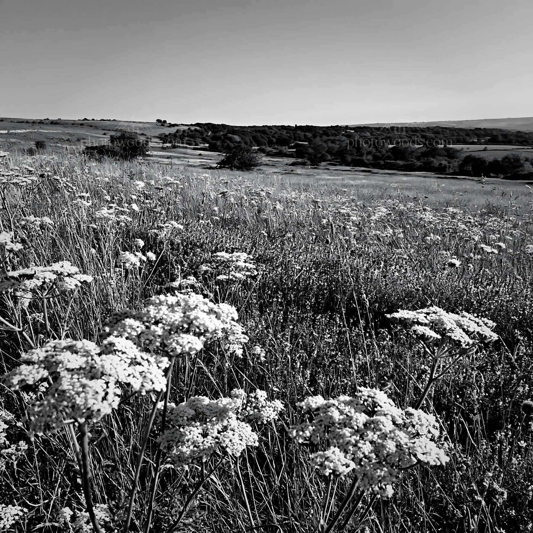 Sunny flowering limestone meadow with distant hills and trees - AI-generated stock image