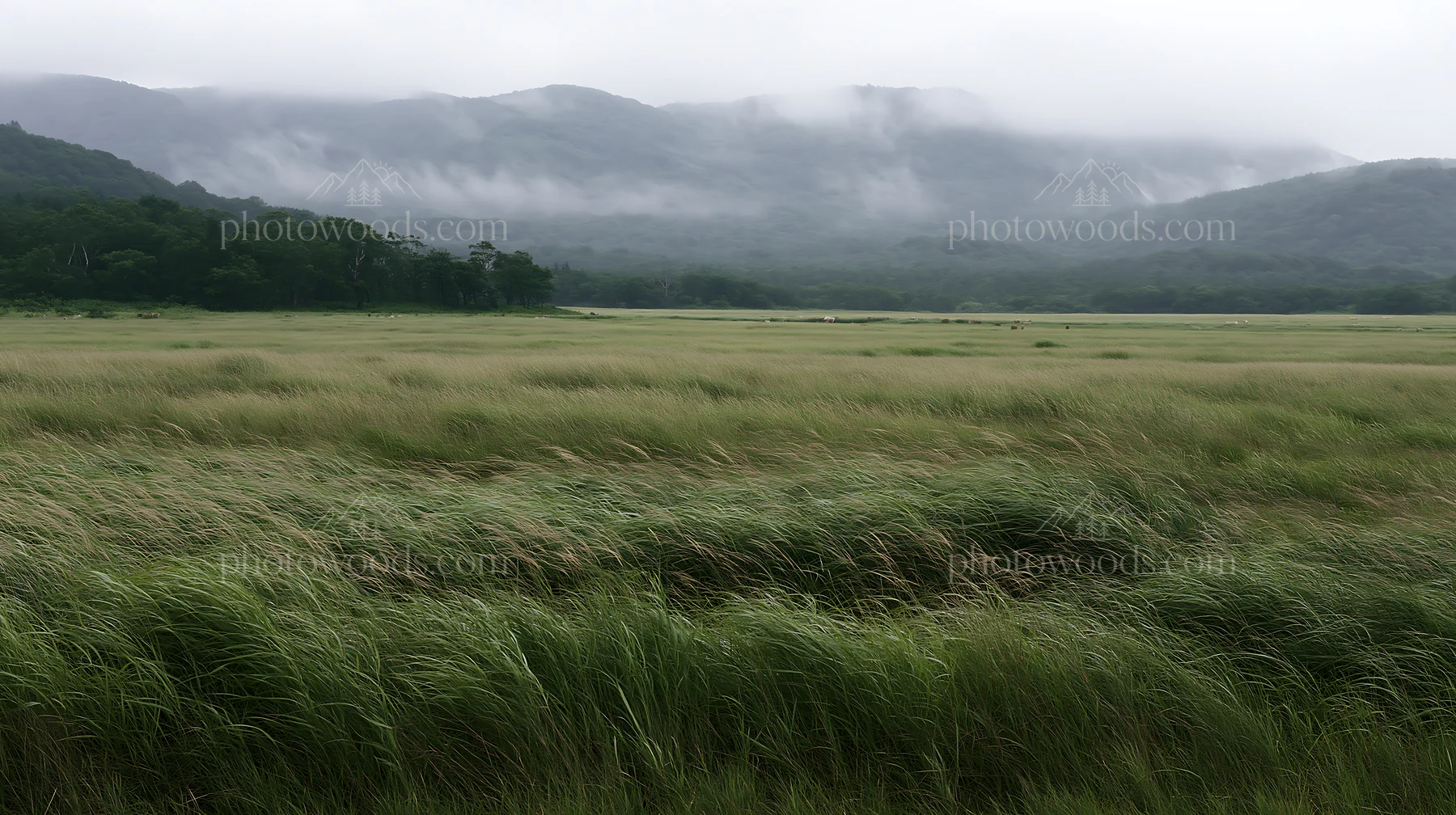 Iwate meadow with rain refreshed seedheads in foreground - AI-generated stock image