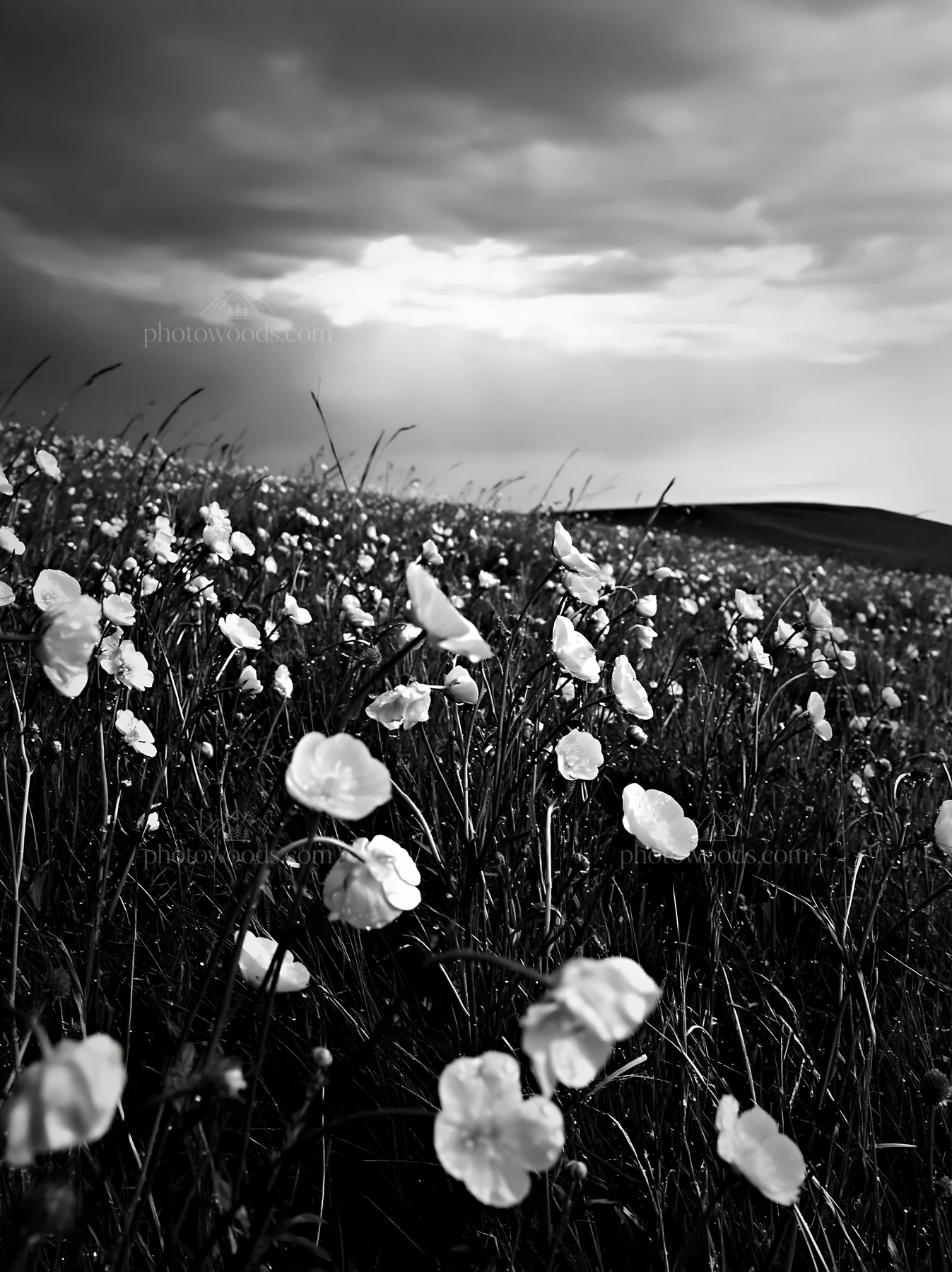 Black and white colorful buttercup meadow under a cloudy sky - AI-generated stock image