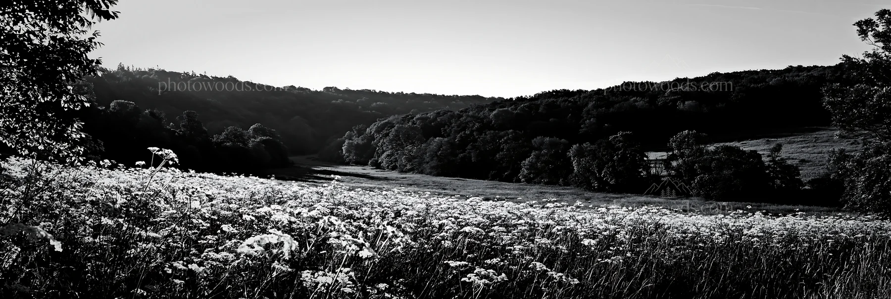 Cow parsley meadow in a black and white landscape - AI-generated stock image