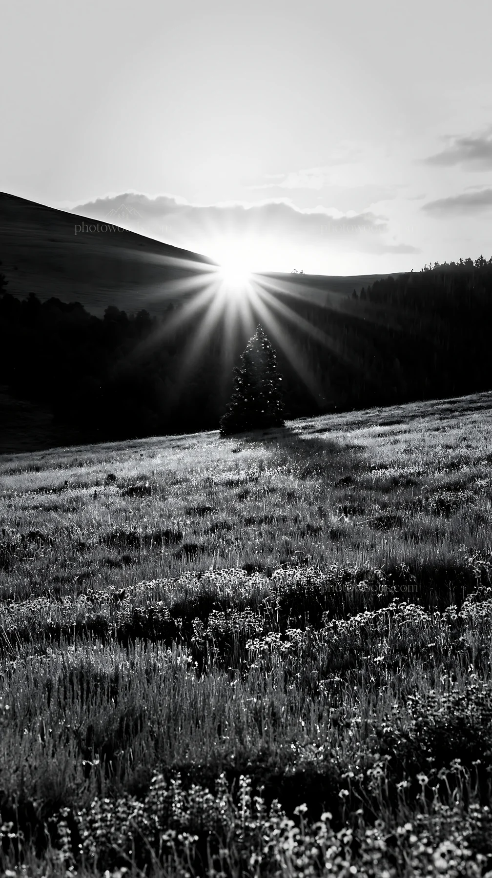 Christmas tree in meadow with sunlight rays - AI-generated stock image