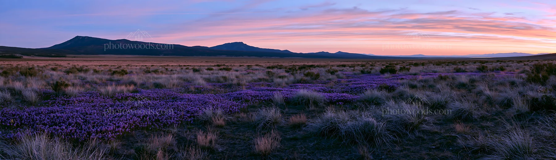Wild orchid meadow at sunset in open landscape - AI-generated stock image