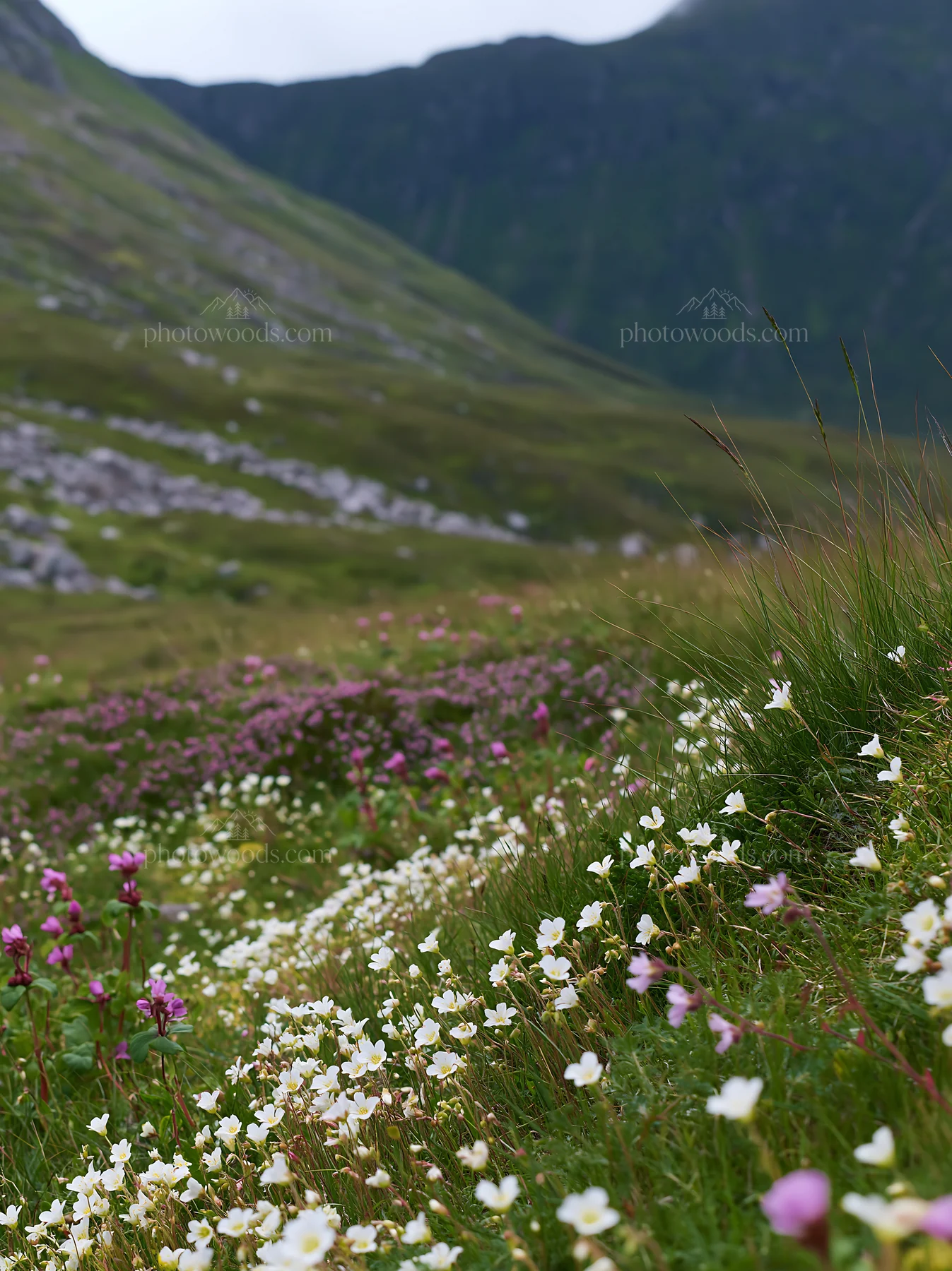 Rewilding meadow with colorful flowers in natural setting - AI-generated stock image
