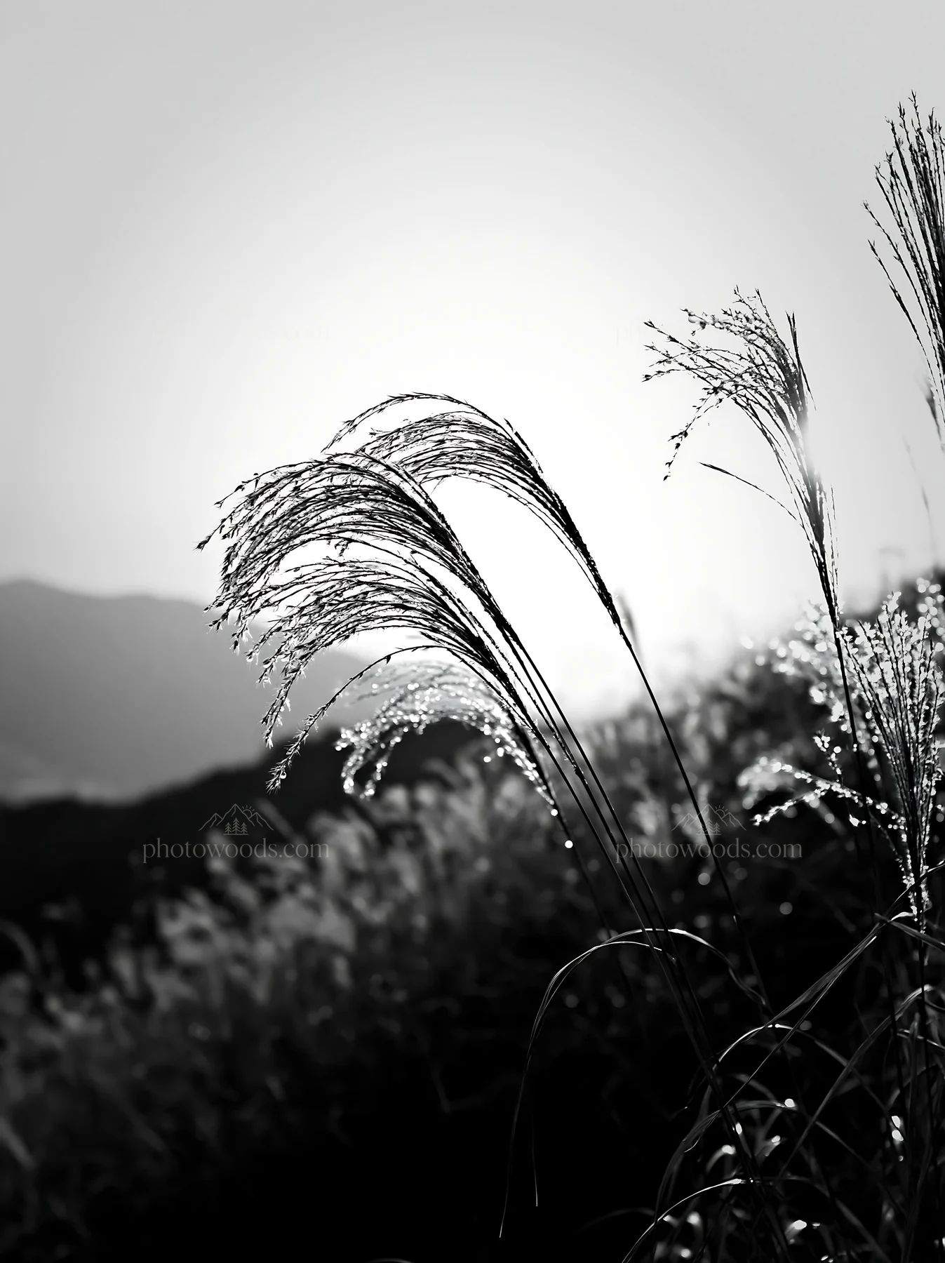 Miyazaki sunrise over dew covered sedges in a meadow - AI-generated stock image