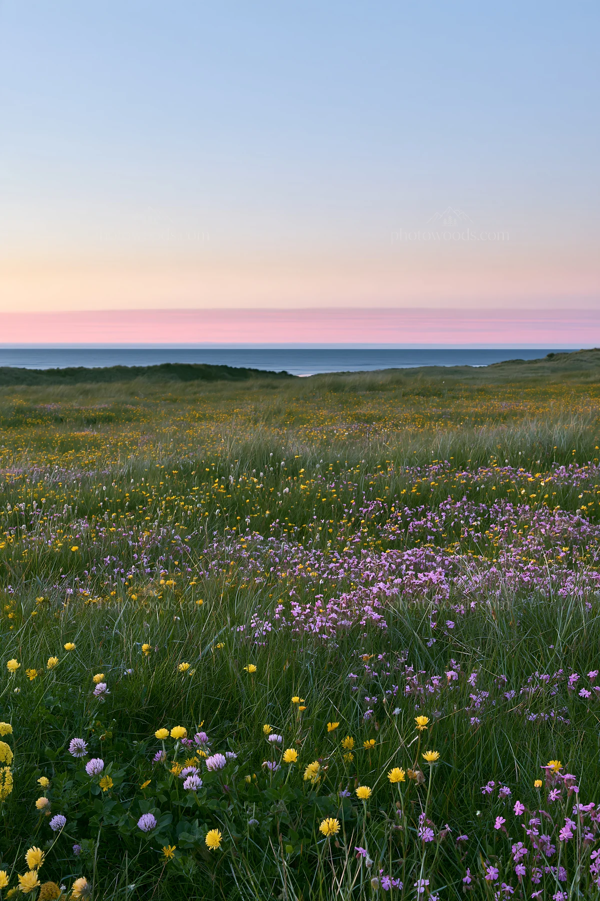 Colorful wildflowers at Machair beach meadow during sunset - AI-generated stock image