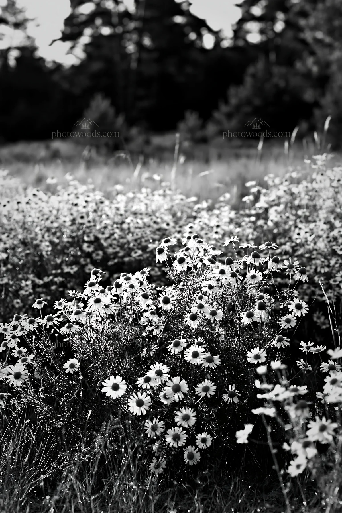 Black and white chamomile meadow for wellness campaign under golden sunlight - AI-generated stock image