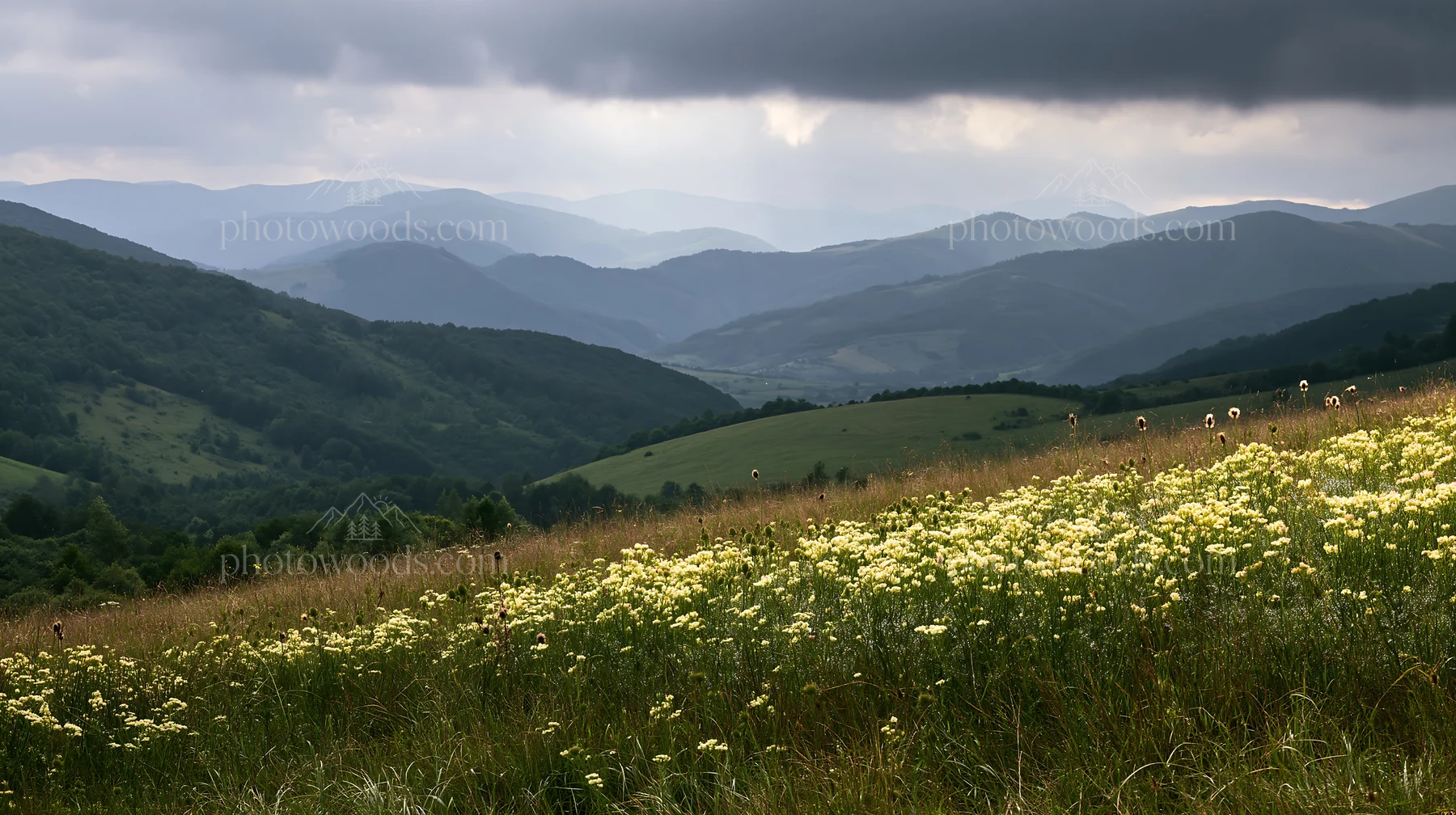 Slovak meadow in the Carpathian valley under cloudy sky - AI-generated stock image